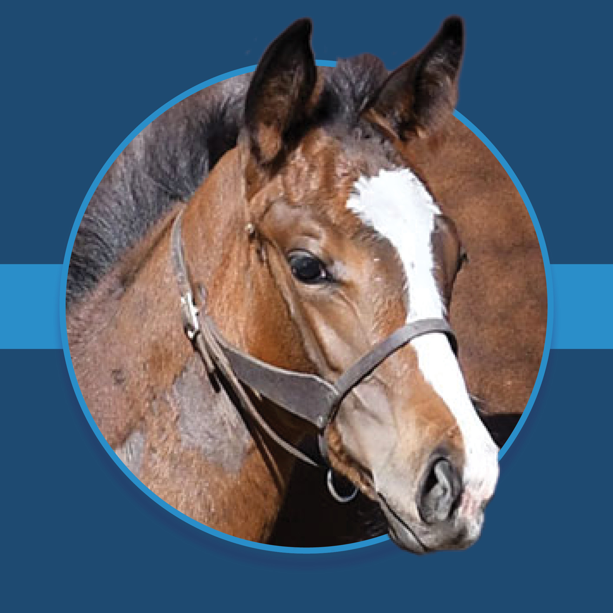 A dark blue square graphic that features the headshot of a Florida-bred Thoroughbred foal based on a circular frame outlined by light blue. The foal’s ears and muzzle overlap the circular frame, creating a 3d effect that is emphasized by shadowing underneath the circular frame. A light blue bar runs behind it in the middle of the square. (Photo: ©Judit Seipert)