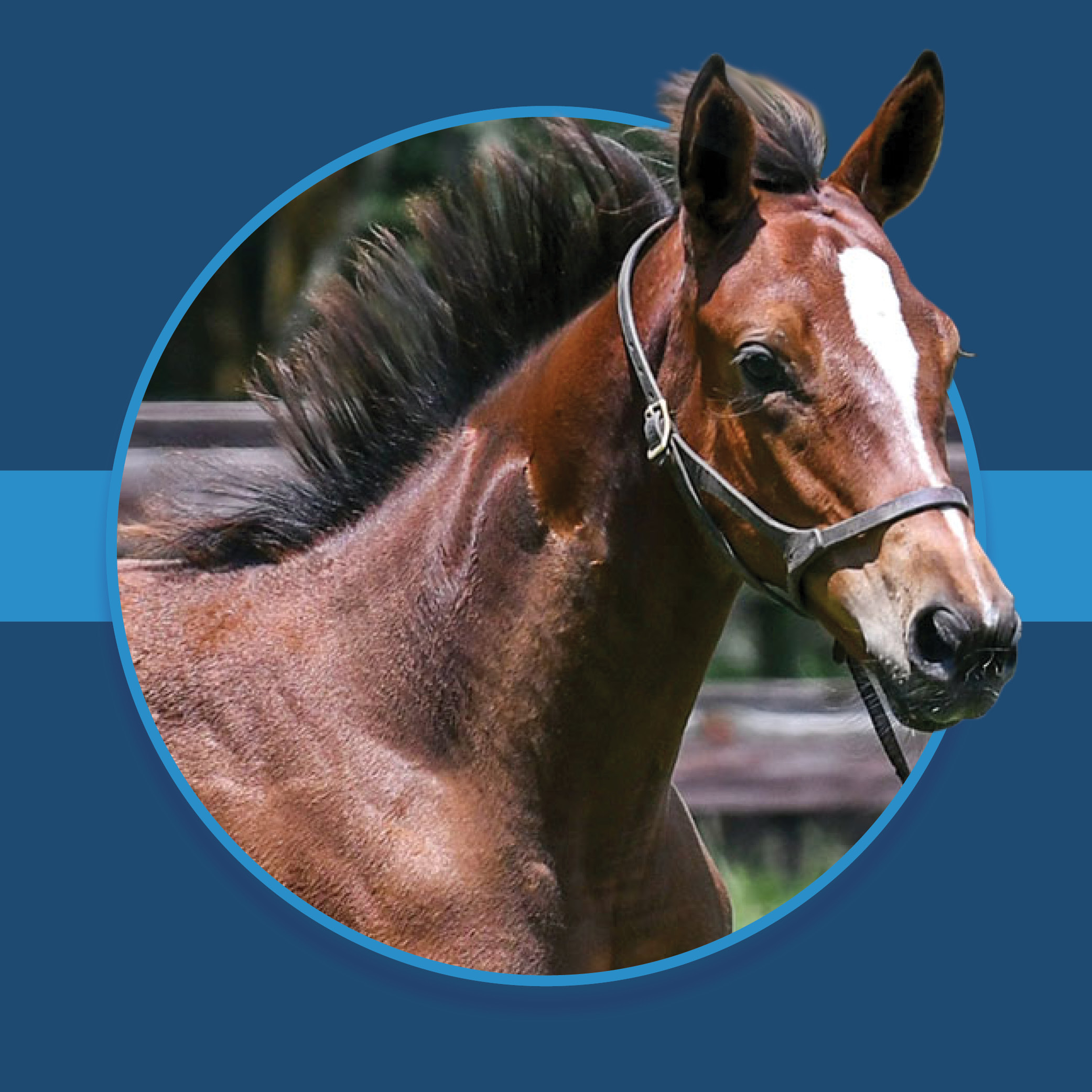 A dark blue square graphic that features the headshot of a Florida-bred Thoroughbred foal based on a circular frame outlined by light blue. The foal’s ears and muzzle overlap the circular frame, creating a 3d effect that is emphasized by shadowing underneath the circular frame. A light blue bar runs behind it in the middle of the square. (Photo: ©Judit Seipert)