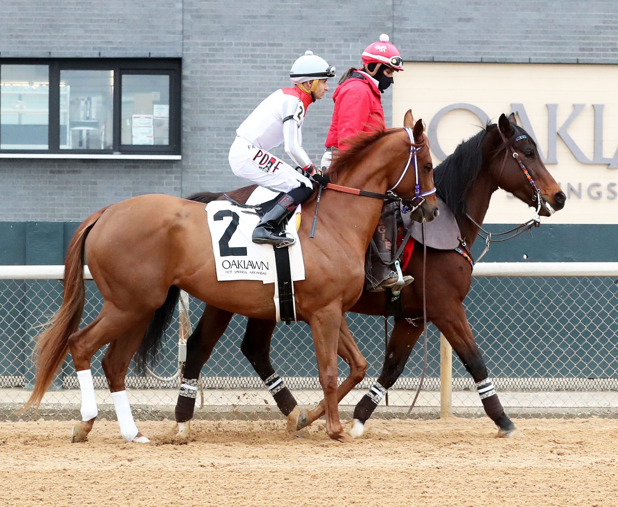Florida-bred Thoroughbred G W’s Girl and jockey Francisco Arrieta are ponied onto the track at Oaklawn Park, prior to their win of the 2025 Mockingbird Stakes. (Photo: ©John Gallagher/Coady Media)