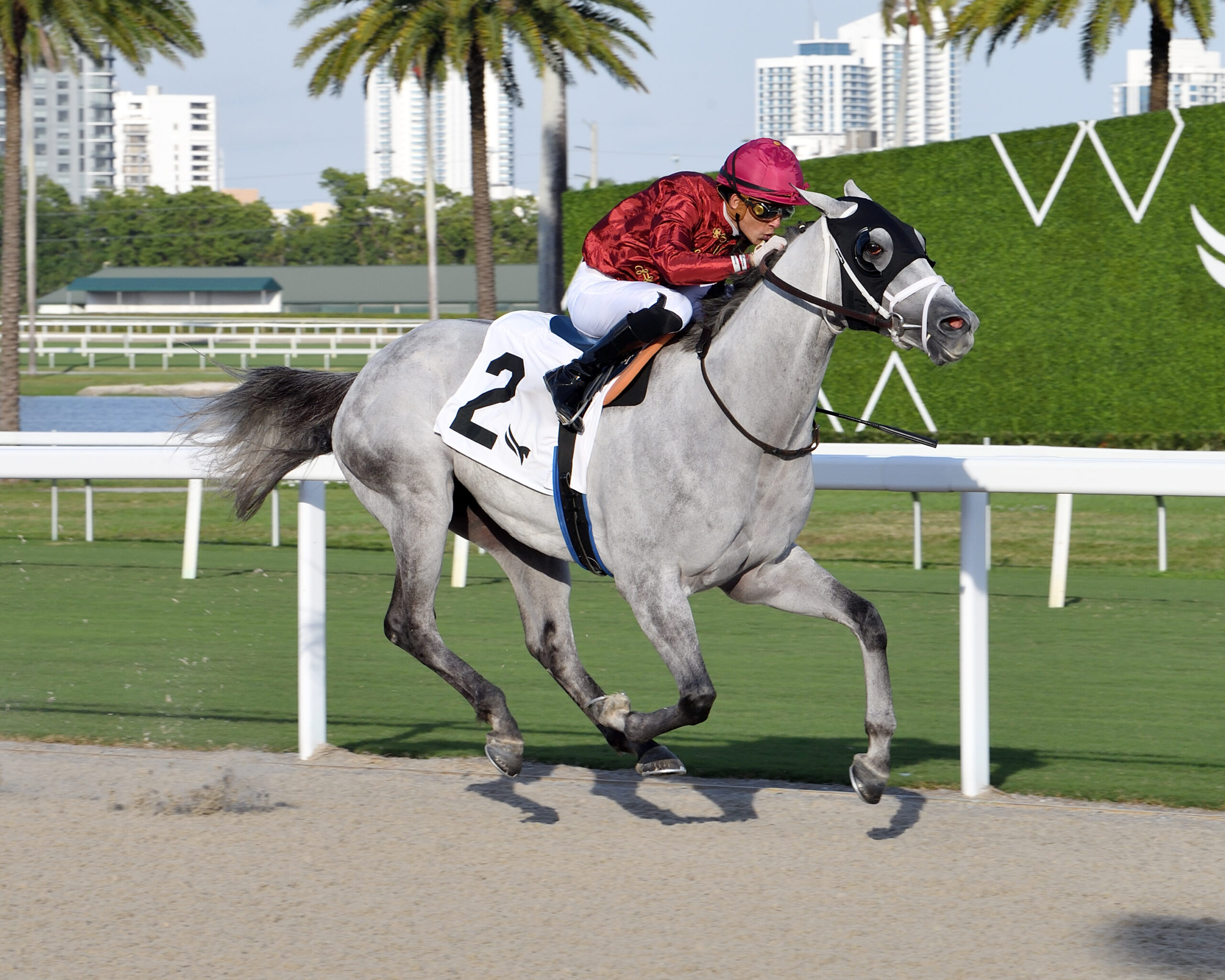 Florida-bred Thoroughbred Gabaldon and jockey Yolber Torres gallop to the wire at Gulfstream Park, winning an optional allowance claiming on December 11, 2025. (Photo: ©Lauren King)