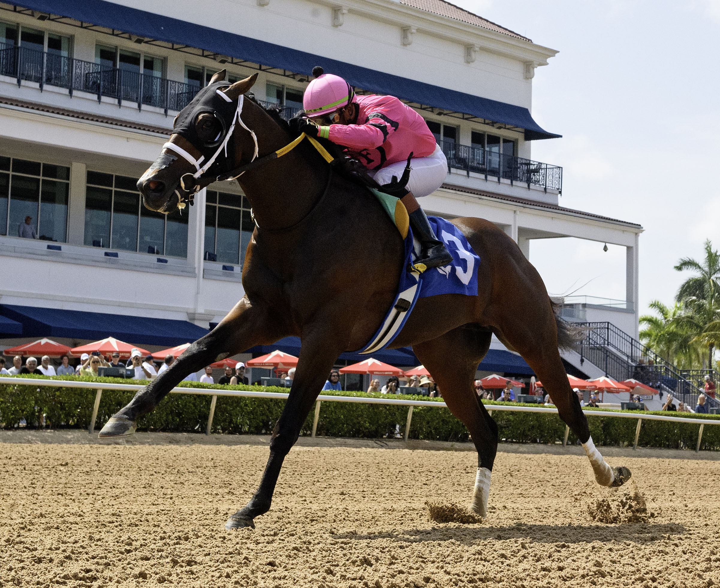 Florida-bred Thoroughbred Langvad and regular rider Micah Husbands rocket to the wire at Gulfstream Park to win the 2026 Carry Back Stakes. (Photo: ©Ryan Thompson)