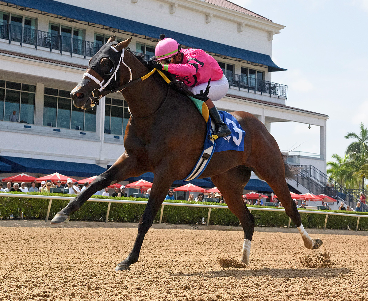 Florida-bred Thoroughbred Langvad and regular rider Micah Husbands rocket to the wire at Gulfstream Park to win the 2026 Carry Back Stakes. (Photo: ©Ryan Thompson)
