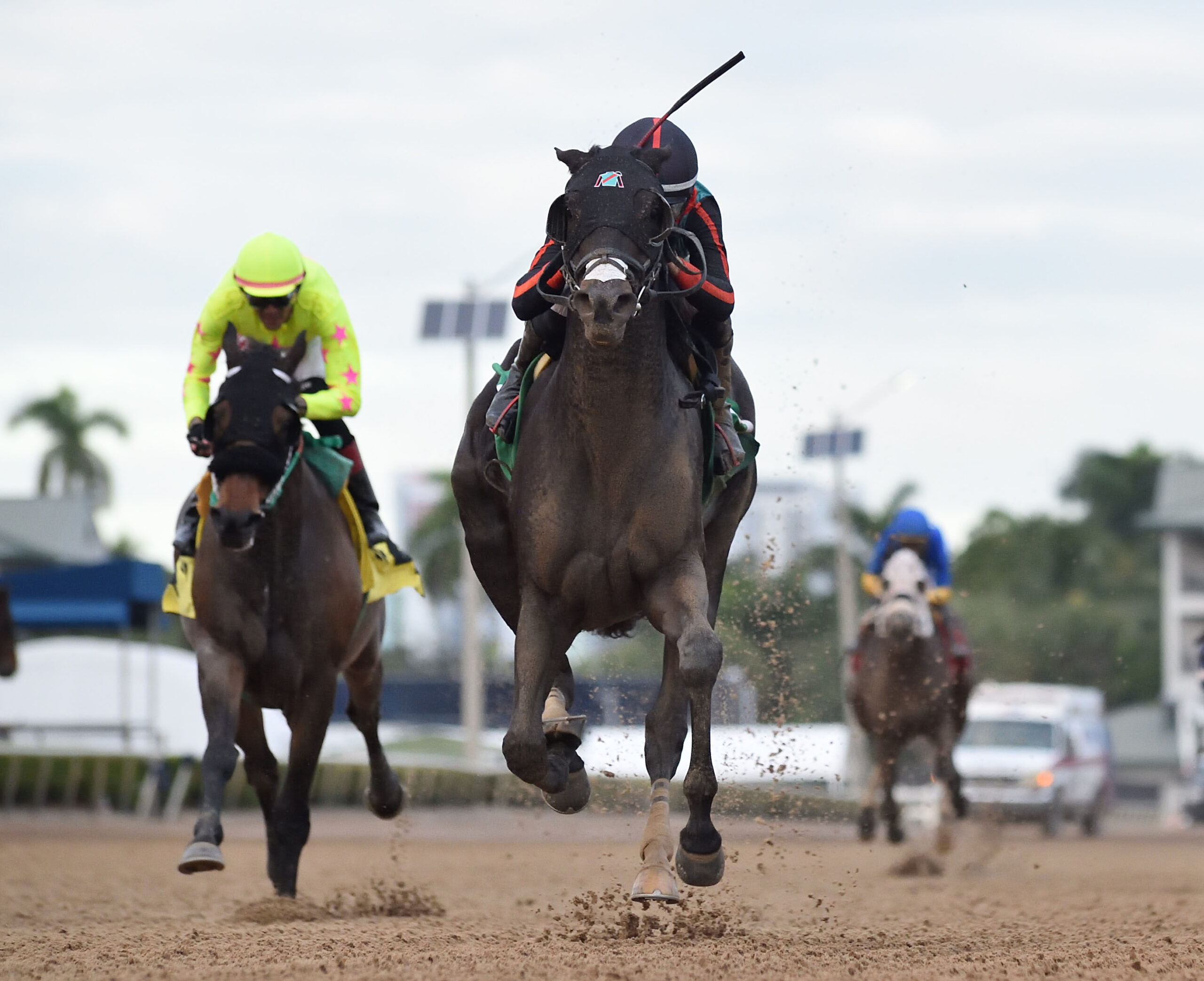 Florida-bred Thoroughbred Lightning Tones, ridden by jockey Jose Morelos, gallops toward the camera. The duo outpaced their competition to win the 2026 Sunshine Classic for Florida-breds at Gulfstream Park. (Photo: ©Ryan Thompson)
