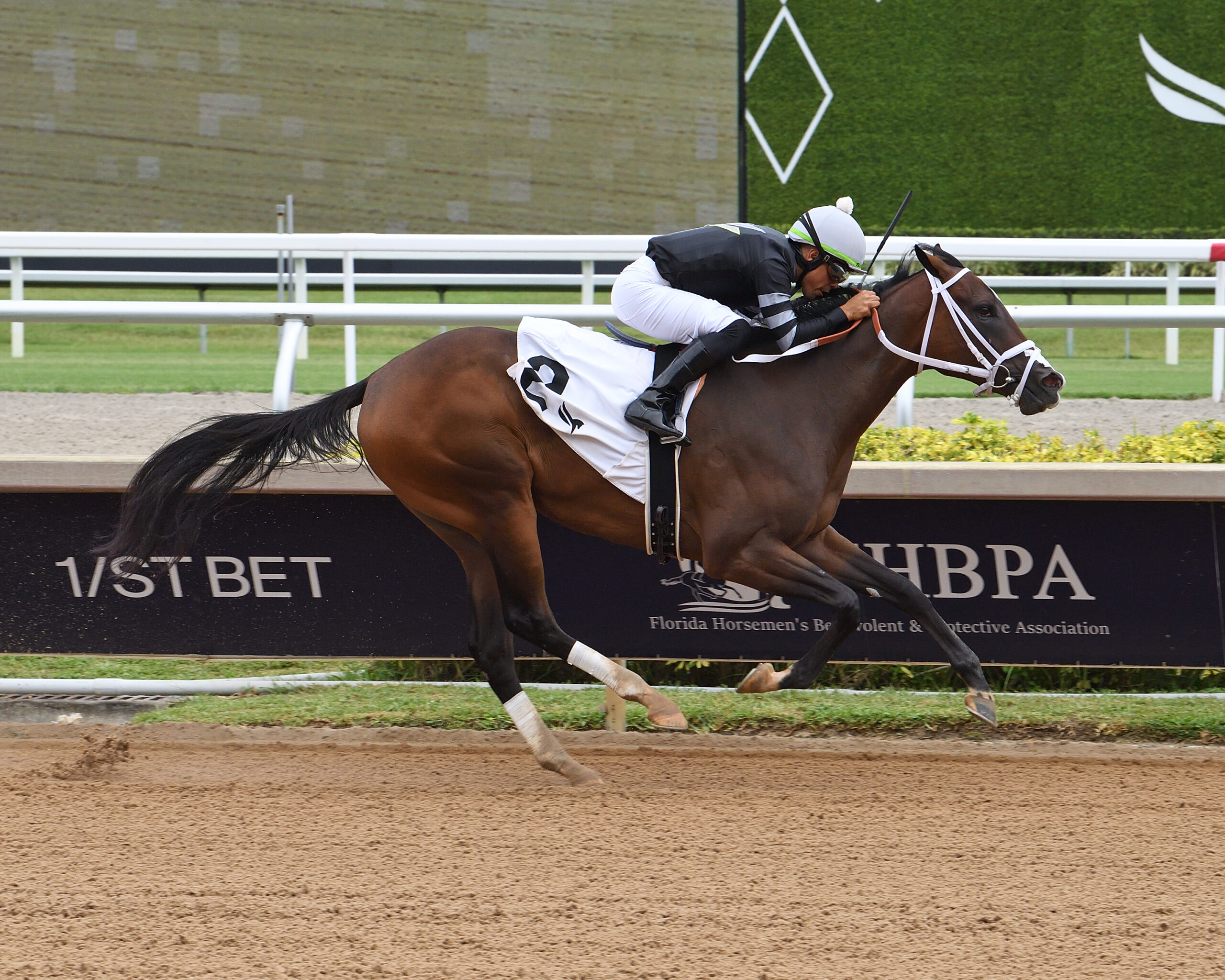 Florida-bred Thoroughbred Mon Coquette and jockey Samy Camacho gallop to the wire at Gulfstream Park to win a maiden special weight on July 18, 2026. (Photo: ©Ryan Thompson)