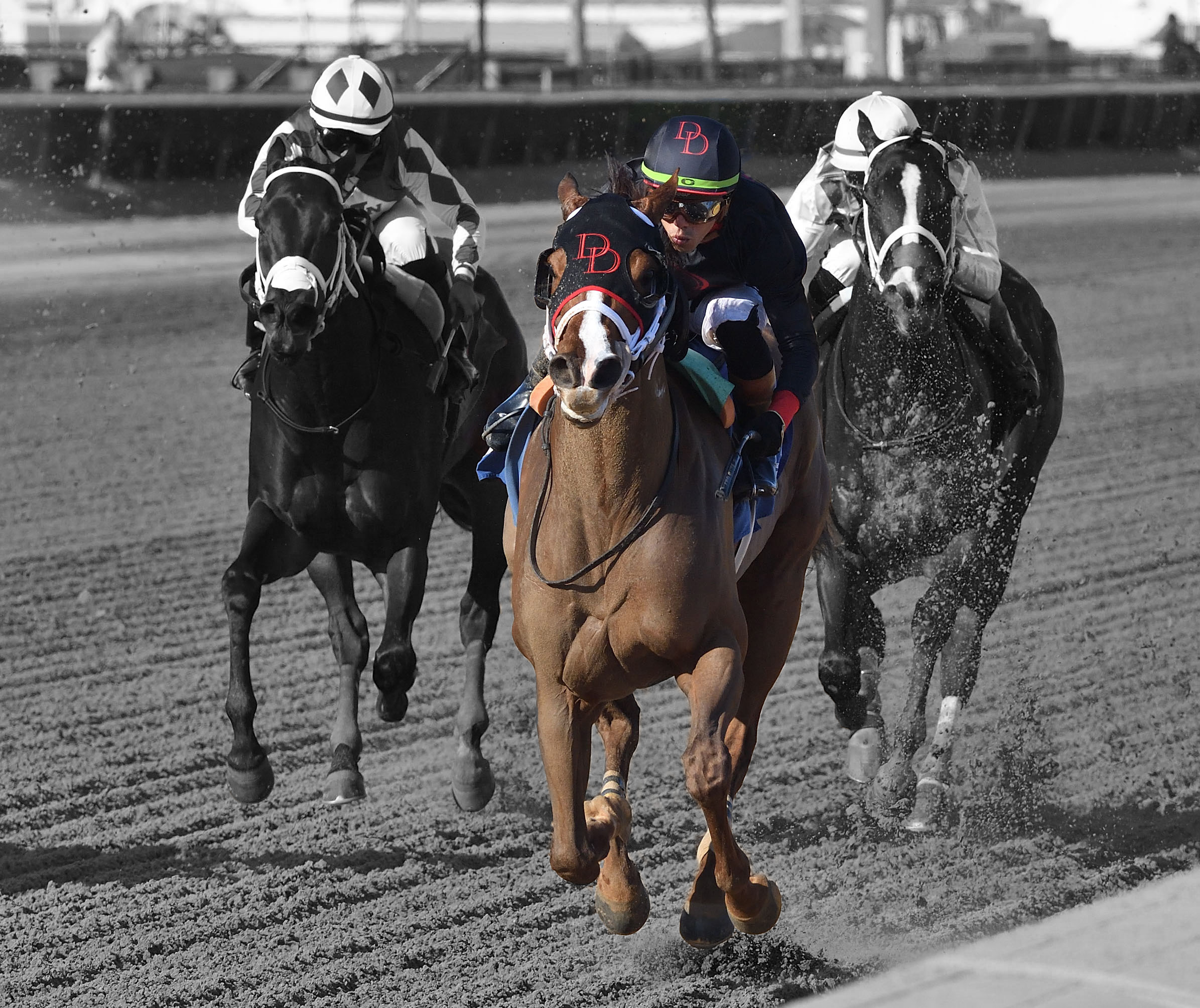 Florida-bred Thoroughbred Ms. Bucchero and jockey Irad Ortiz Jr. gallop towards the camera, flanked on the outside by fellow Florida-bred Win N Your In, while Florida-bred millionaire Mystic Lake gallops on the inside rail. Ms. Bucchero and Ortiz flashed past to win the 2025 Sugar Swirl Stakes at Gulfstream Park. (Photo: ©Ryan Thompson) Ms. Bucchero and Ortiz are in full color, while the rest of the photo is edited into grayscale.
