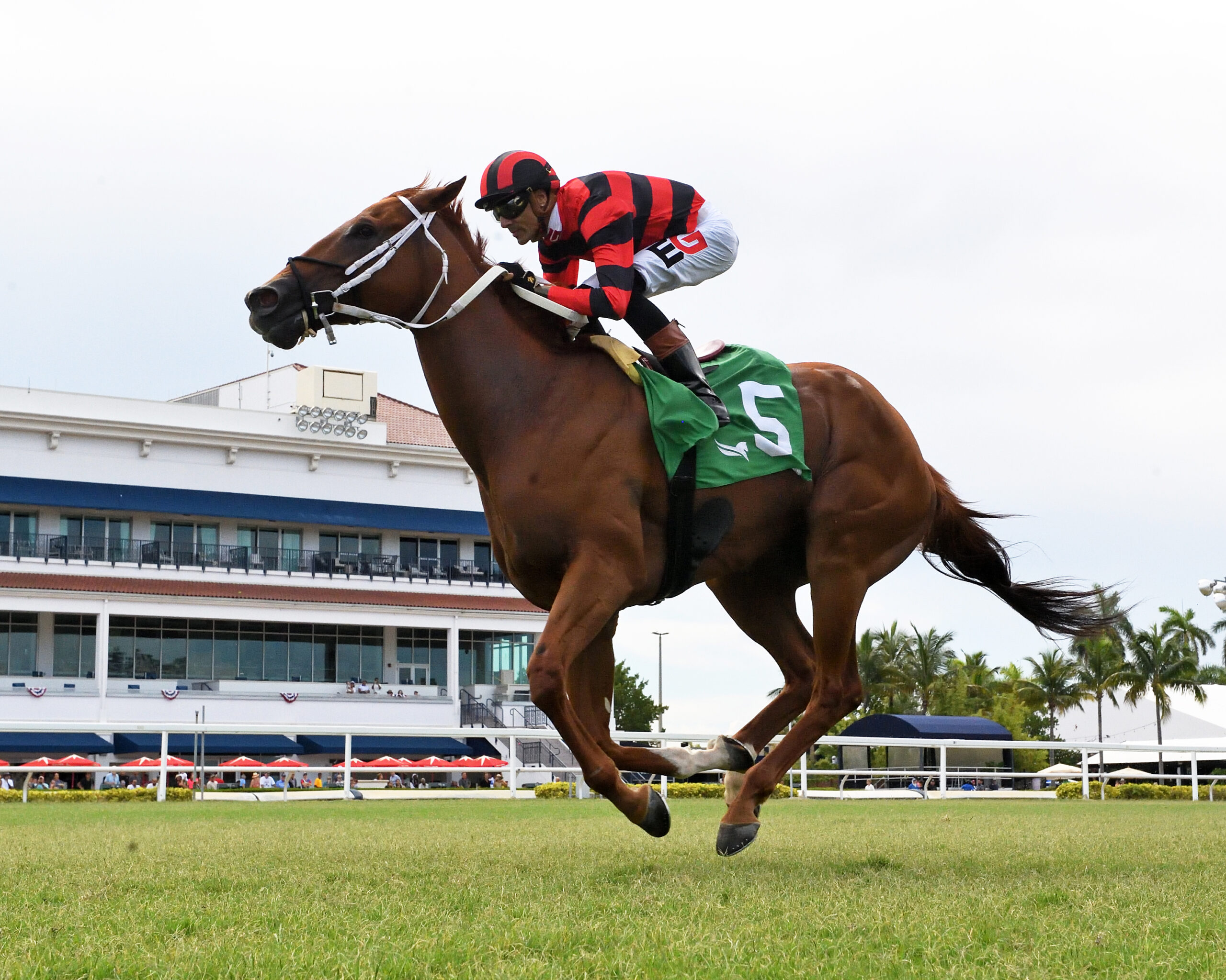 Florida-bred Thoroughbred Rezasrolex and jockey Edwin Gonzalez gallop to the wire at Gulfstream Park, scoring the 2026 Pay Any Price overnight handicap and Rezasrolex’s 15th win. (Photo: ©Ryan Thompson)