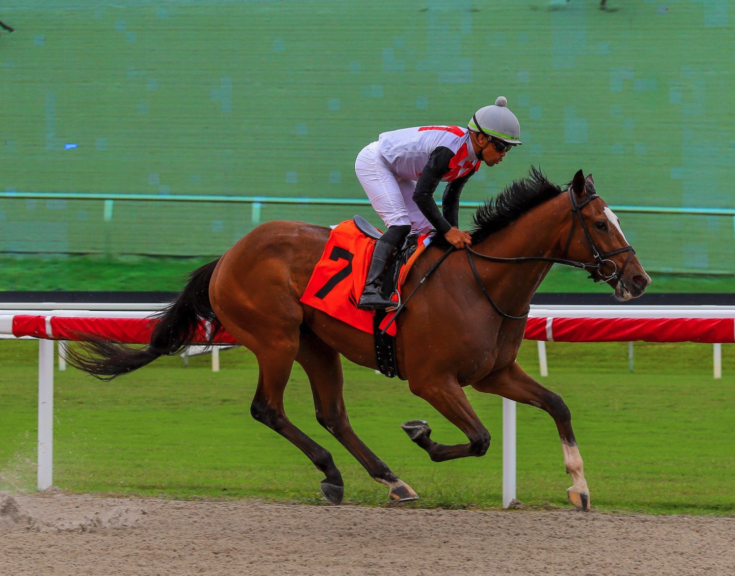 Florida-bred Tiz Trouble and jockey Samy Camacho gallop to the wire at Gulfstream Park, crossing alone to win a maiden special weight on April 9, 2026, during Tiz Trouble’s first start. (Photo: ©Coglianese)