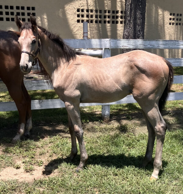 A roan Florida-bred Thoroughbred colt stands calmly in the shade of his paddock. The foal’s ears are pricked as he turns to look curiously at the camera person over his shoulder. (Photo: Christian ©Blonshine)