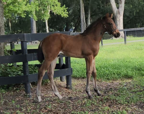A Florida-bred Thoroughbred colt stands next to a wooden fence under a shady spot in his pasture. His tiny, fluffy ears are pricked forward as the foal listens to something out of frame. (Photo: ©Gina Tellier)