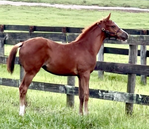 A chestnut Florida-bred Thoroughbred filly looks over the wooden pasture fence of her grassy paddock. Her ears are pricked and tiny tail is raised, whinnying for the camera. (Photo by Liz Wilson)