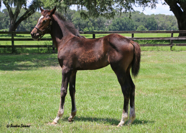 A Florida-bred Thoroughbred filly stands confidently in her pasture. Her baby bay coat is starting to shed, and one of her ears is cocked, listening curiously to something behind her. A lush tree line dotted with Florida Spanish oak trees and a wooden fence frame the backdrop. (Photo: ©Tandra Downs)