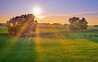The setting sun casts rays of sunlight over a Thoroughbred horse farm while the resident horses graze peacefully in their pasture. (Photo: ©Patrick Jennings)