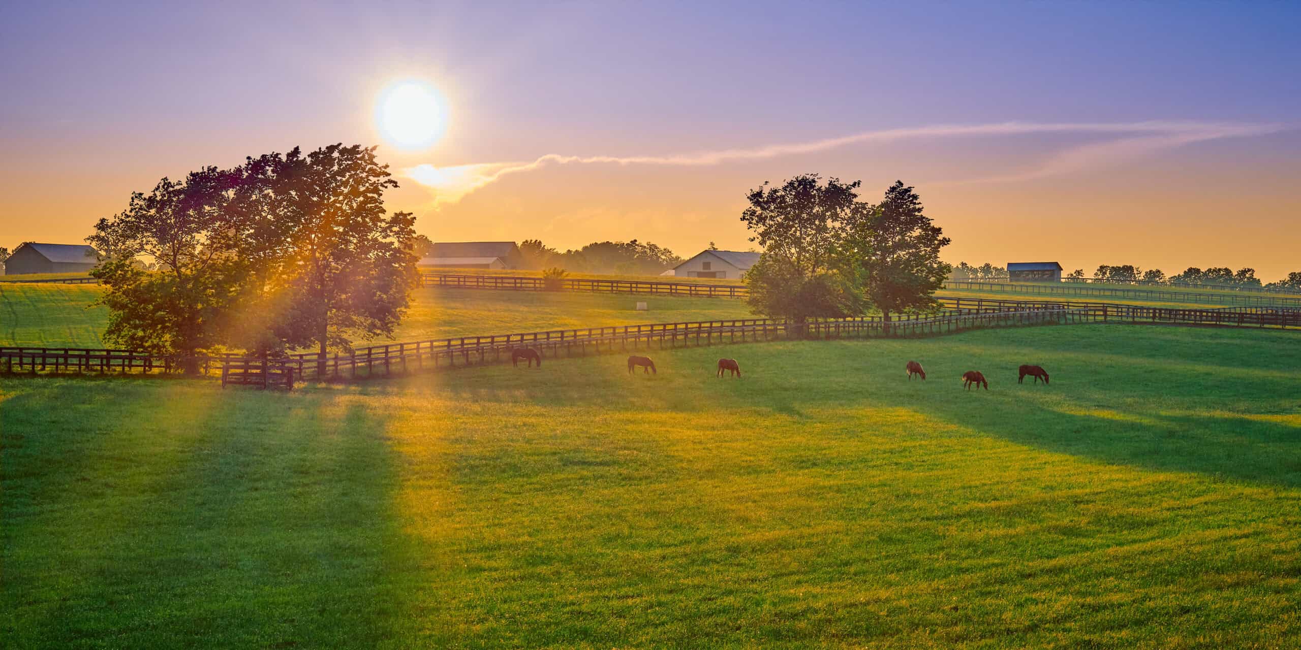 The setting sun casts rays of sunlight over a Thoroughbred horse farm while the resident horses graze peacefully in their pasture. (Photo: ©Patrick Jennings)