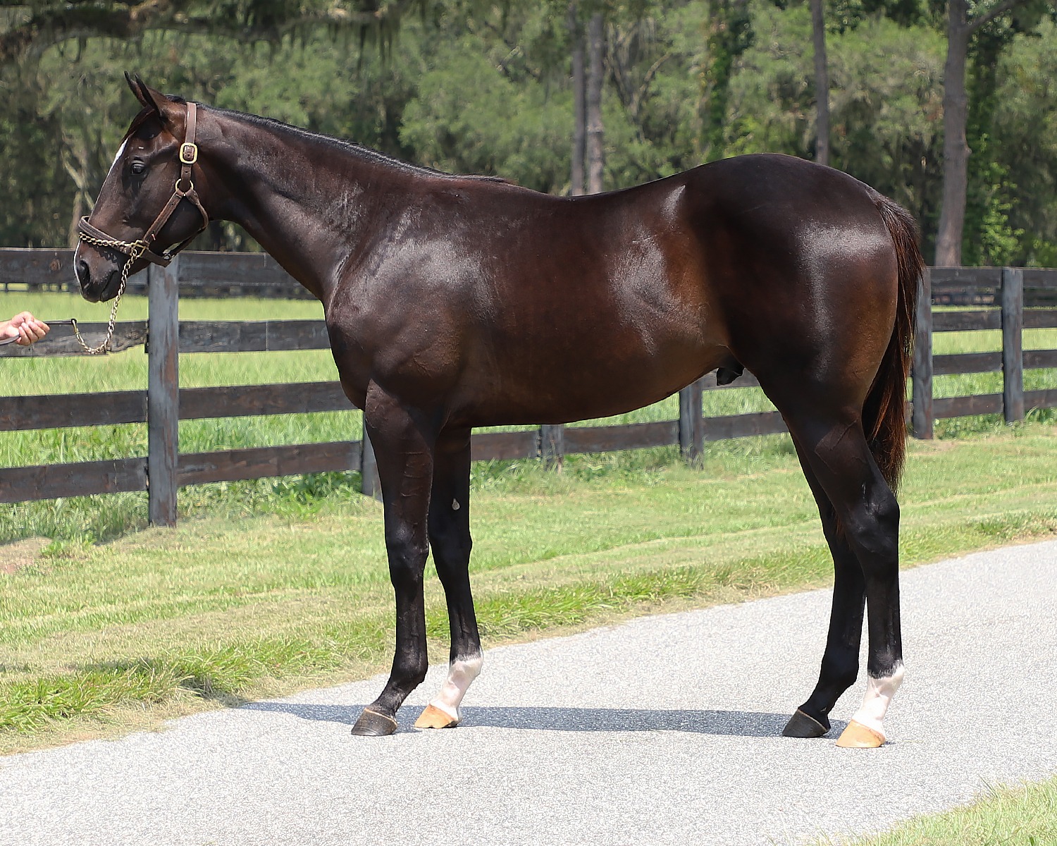 A dark bay Florida-bred Thoroughbred colt by Life is Good stands patiently squared for a photo next to a pasture lined with wood fencing. (Photo: ©Fasig-Tipton Photo)