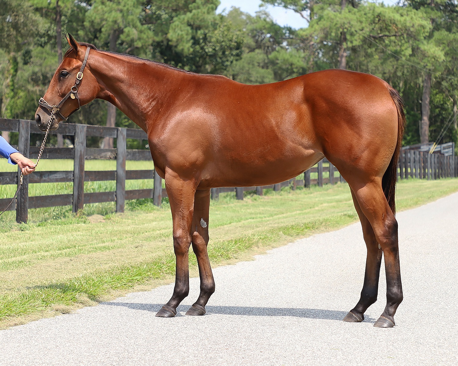 Bay Florida-bred Thoroughbred filly by Practical Joke stands square for a photo in front of wooden pasture fencing. Her ears are pricked towards the person holding her lead. (Photo courtesy ©Fasig-Tipton)