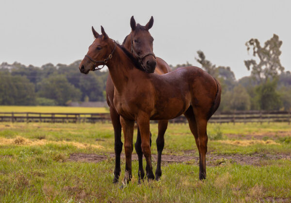 A tender moment between a Florida-bred filly and her dam, Jermyn Street, who leans her head over the filly’s neck as the pair enjoy a quiet moment in their pasture. (Photo: ©Dr. Ross Russell)