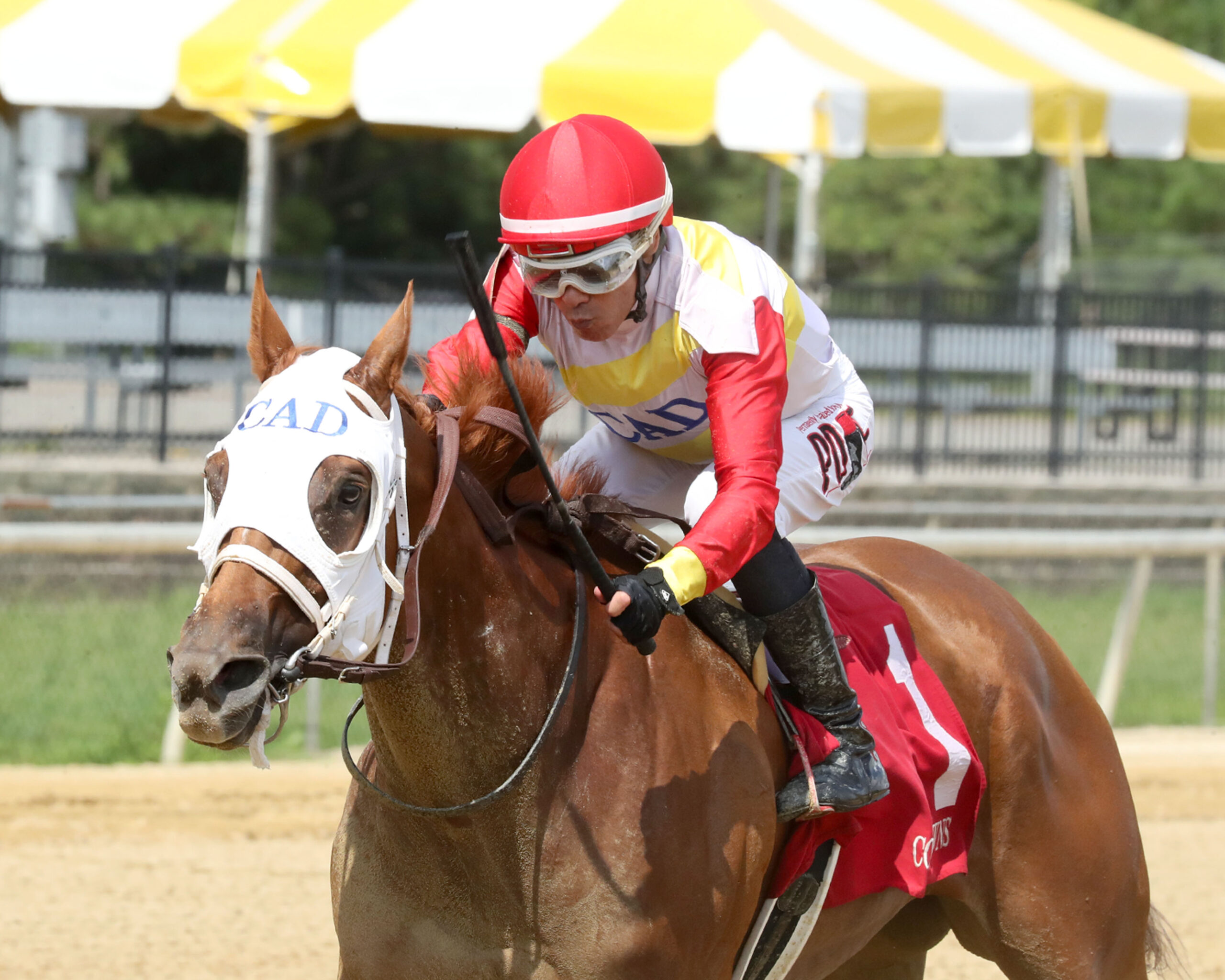Closely cropped headshot of Florida-bred Thoroughbred Awesome Pic and jockey Daniel Centeno gallop to the wire at Colonial Downs, outpacing competition to win the 2026 Jackie H. Starter Handicap. (Photo: ©Coady Media)