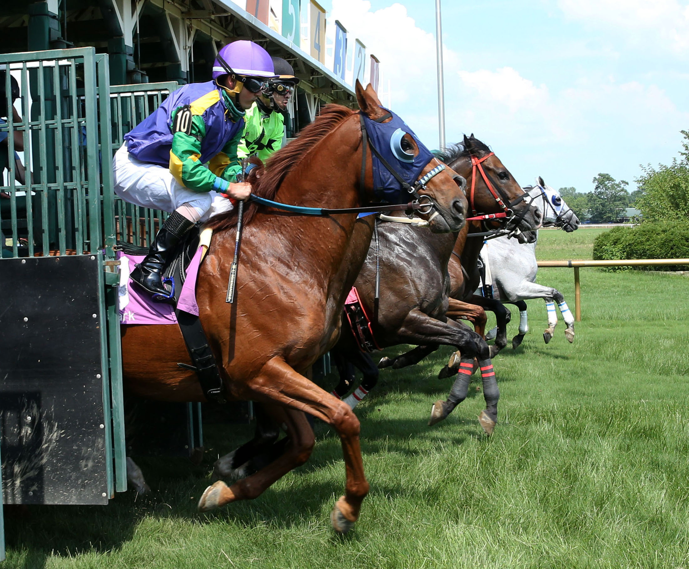 A group of Thoroughbred racehorses and their jockeys spring forward out of the starting gate during a turf race. (©Coady Media)