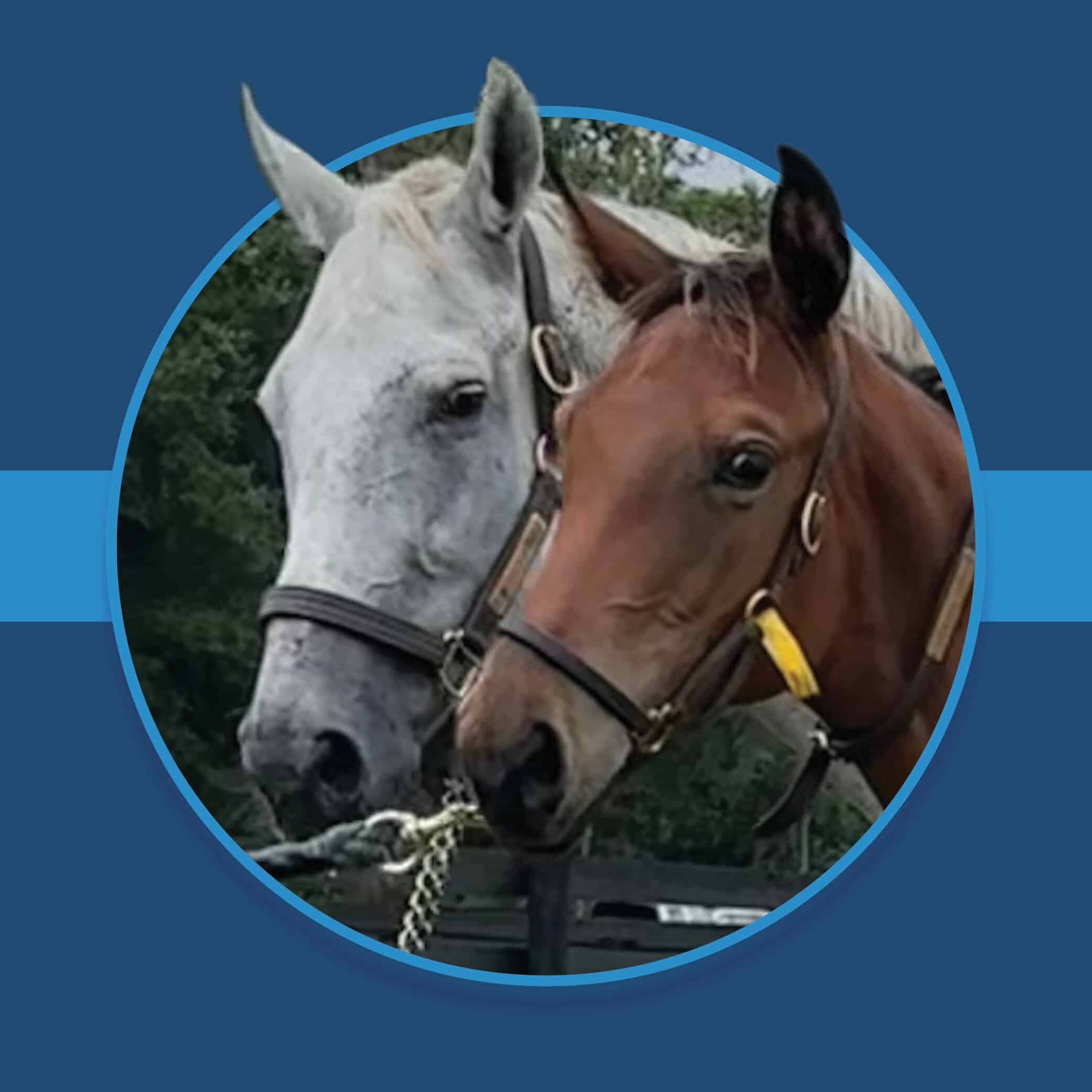 A dark blue square graphic that features the headshot of a Florida-bred Thoroughbred foal and dam based on a circular frame outlined by light blue. Their ears overlap the top of the circular frame, creating a 3d effect that is emphasized by shadowing underneath the circular frame. A light blue bar runs behind it in the middle of the square. (Photo: ©Liz Wilson)