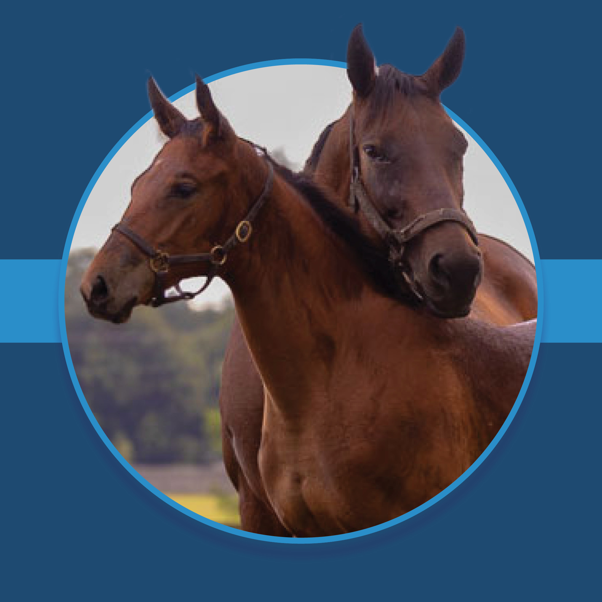 A dark blue square graphic that features the headshot of a Florida-bred Thoroughbred foal and dam based on a circular frame outlined by light blue. Their ears overlap the top of the circular frame, creating a 3d effect that is emphasized by shadowing underneath the circular frame. A light blue bar runs behind it in the middle of the square. (Photo: ©Dr. Ross Russell)