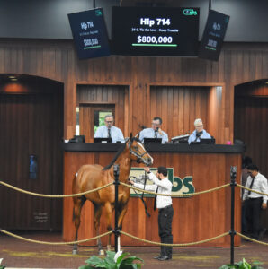 Florida-bred Thoroughbred Conviction stands proudly in the center of the OBS Sale ring during the 2026 Spring Sale. The sign above the bay colt’s head reads, “Hip 714, $800,000.” (Photo: ©Judit Seipert)