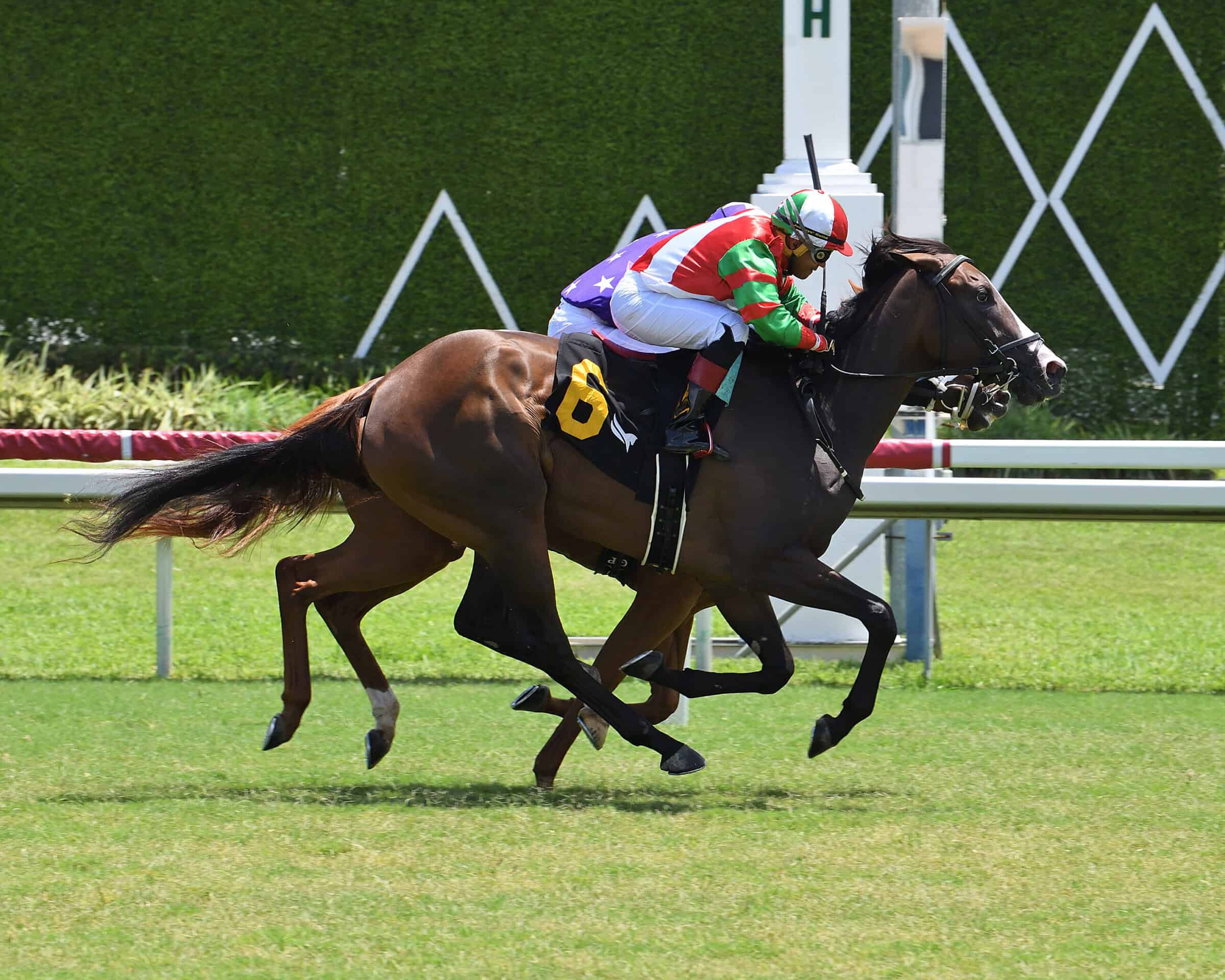 Dasher and jockey Miguel Vasquez nab tough on honor at the finish of a turf race for 2-year-old maiden fillies at Gulfstream Park