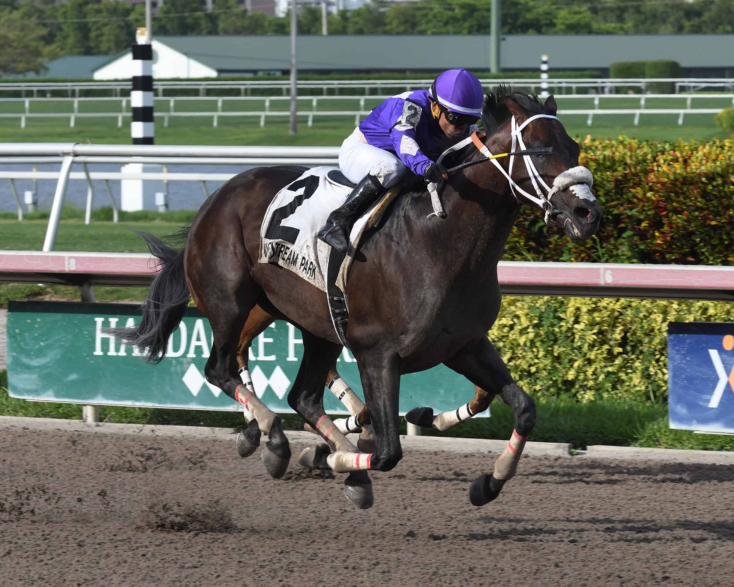 Florida-bred Thoroughbred Deland and jockey Emisael Jaramillo gallop at Gulfstream Park to the wire to win the 2018 Coast is Clear Stakes. (Photo: ©Lauren King)