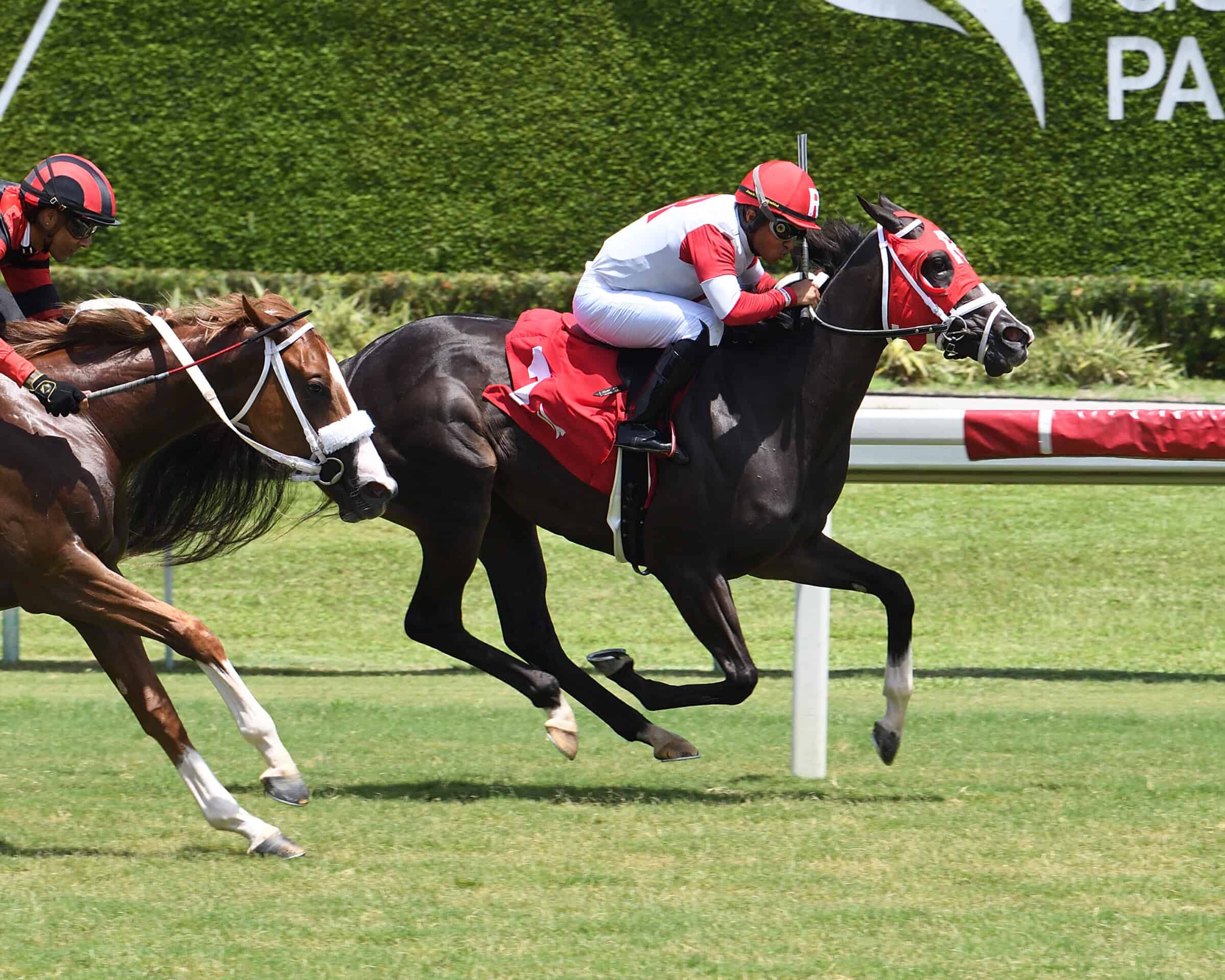 Party Mix and jockey Miguel Vasquez cross the wire first on the turf at Gulfstream Park.