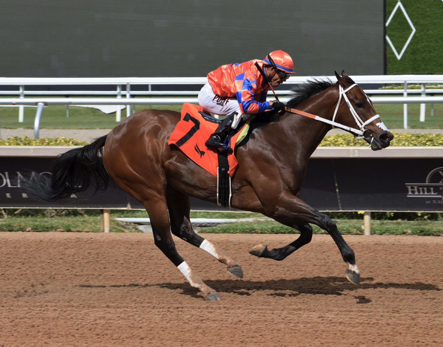Florida-bred Thoroughbred Julee’s Legacy rockets to the wire at Gulfstream Park with jockey Emisael Jaramillo in the saddle. The duo crossed the wire first to win an allowance optional claiming race on May 31, 2025. (Photo: ©Coglianese)