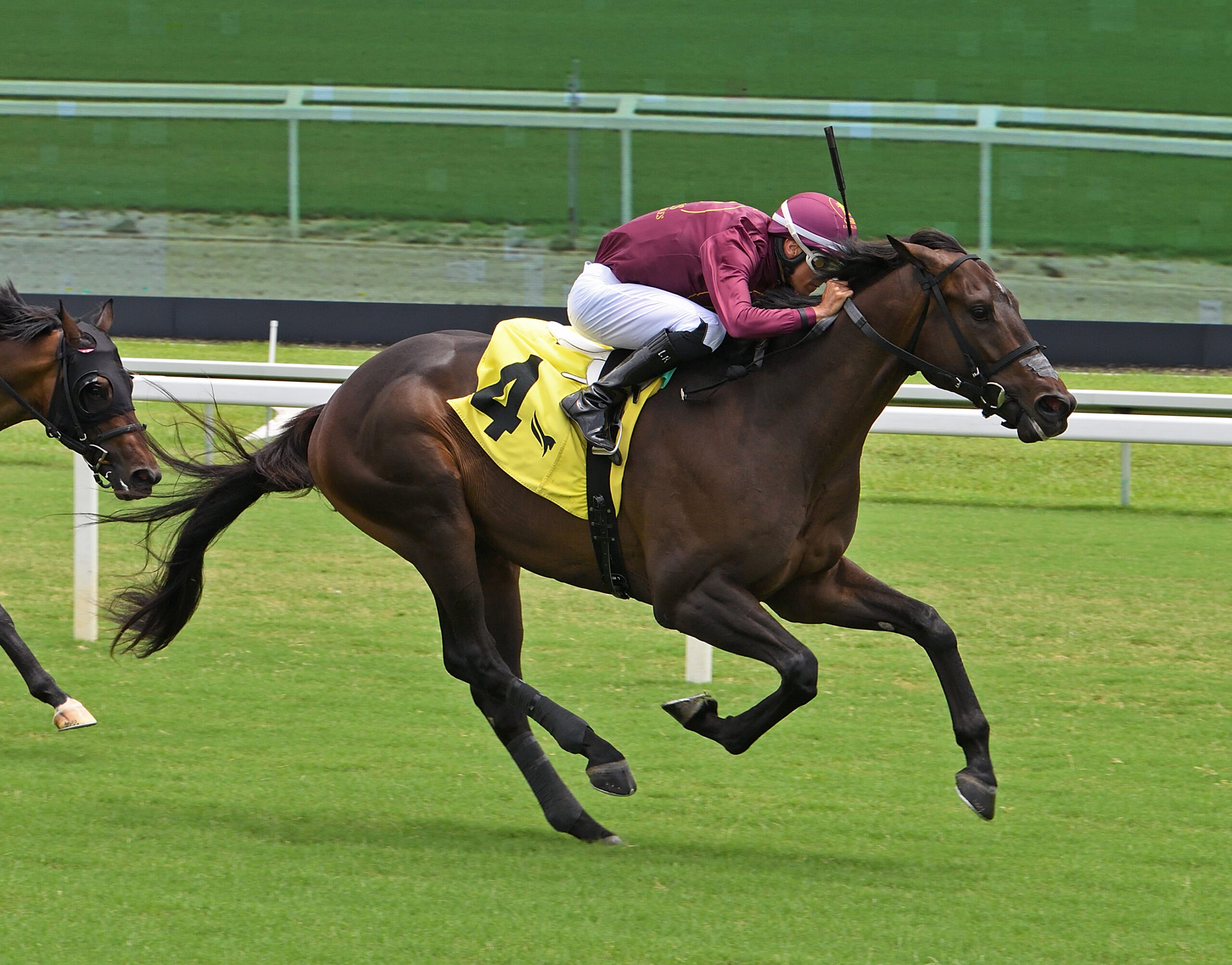 Florida-bred Thoroughbred and jockey Leonel Reyes gallop at the head of the pack, leaving fellow Florida-bred and stablemate Tilou (whose head is just in frame of the picture) and the rest of competition behind to score a $70,000 maiden special weight on the Gulfstream Park grass on August 1, 2026. (Photo: ©Ryan Thompson)