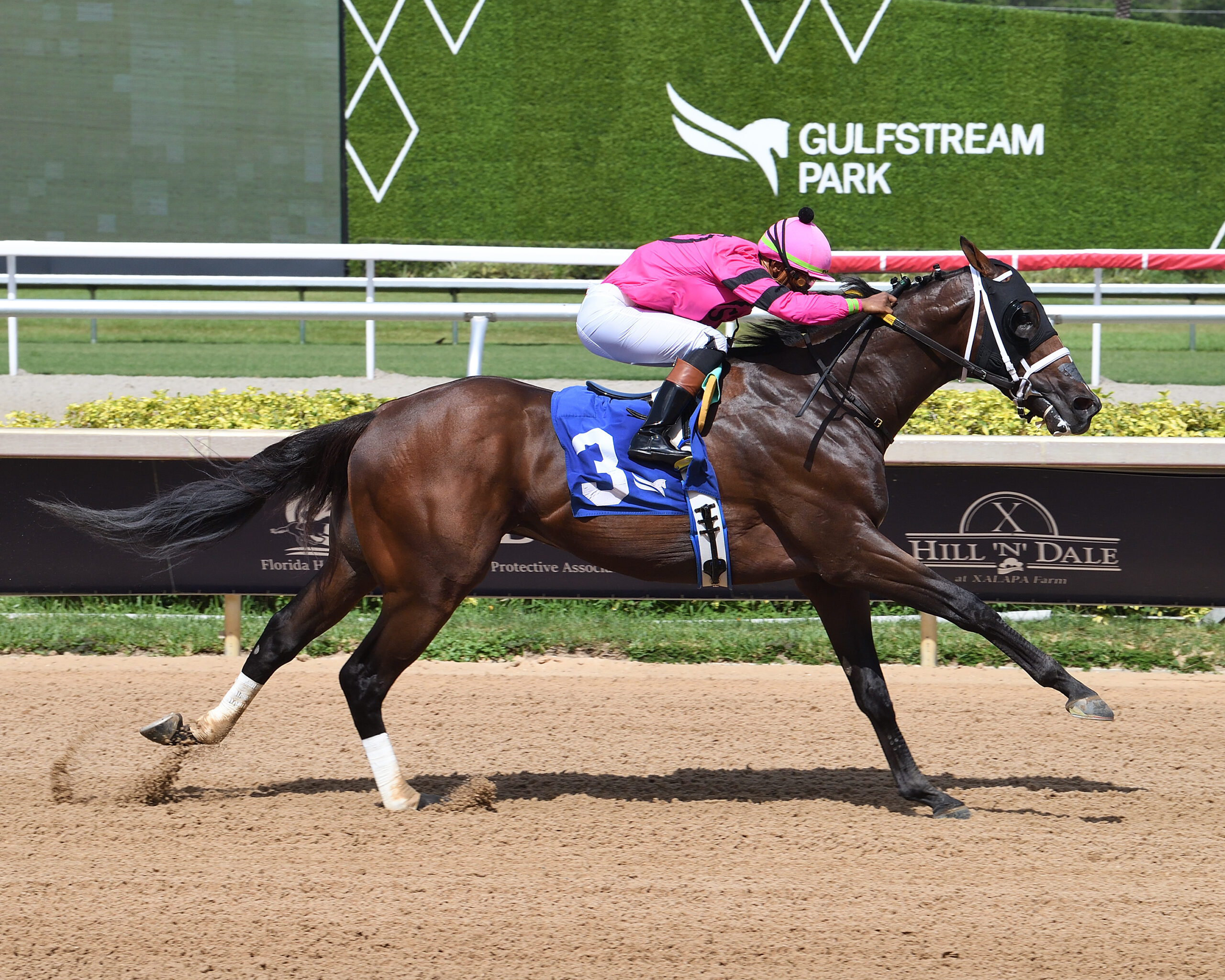 Florida-bred Thoroughbred Langvad and jockey Micah Husbands gallop to the wire at Gulfstream Park to win the 2026 Carry Back Stakes. (Photo: ©Ryan Thompson)