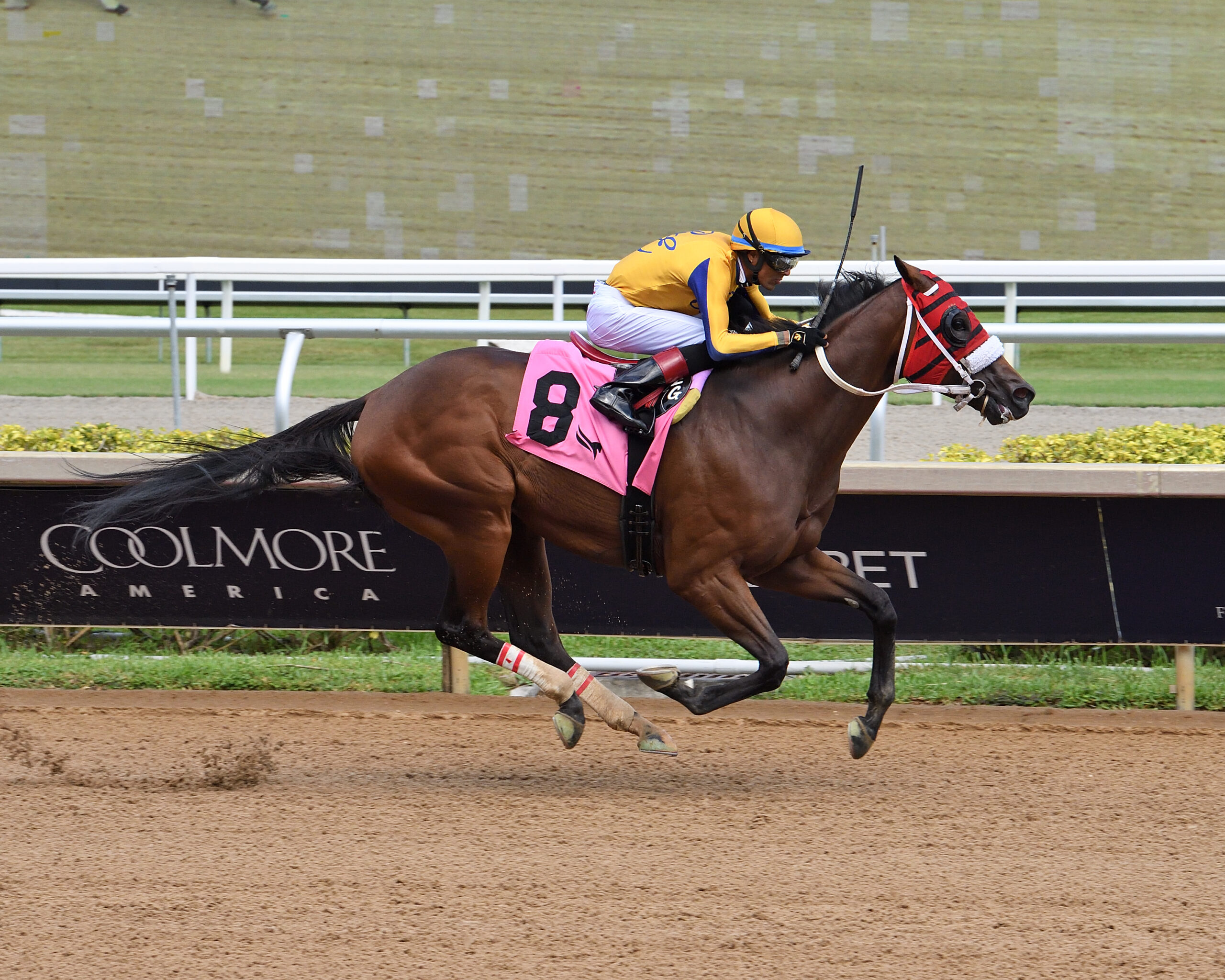 Florida-bred Thoroughbred Latch the Hatch and jockey Edwin Gonzalez gallop to the wire at Gulfsteam Park to win an Allowance Optional Claiming race on July 27, 2026. (Photo: ©Ryan Thompson)