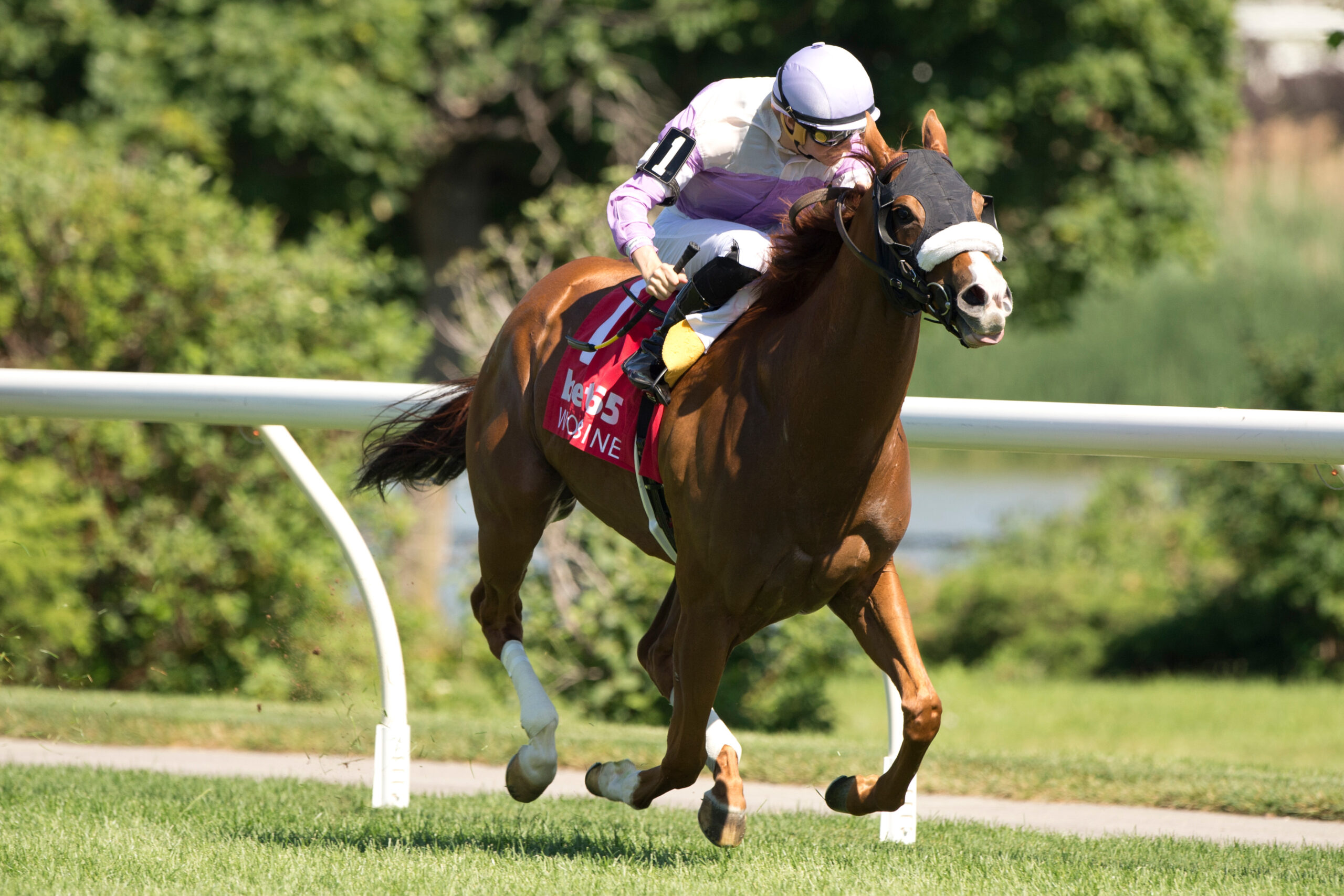 Florida-bred Thoroughbred Miss Vyvyanne and jockey Piertro Moran rocket to the wire ahead of the pack, outlasting competition to win the Highlander Stakes (Grade 2) at Woodbine. (Photo: ©Michael Burns)