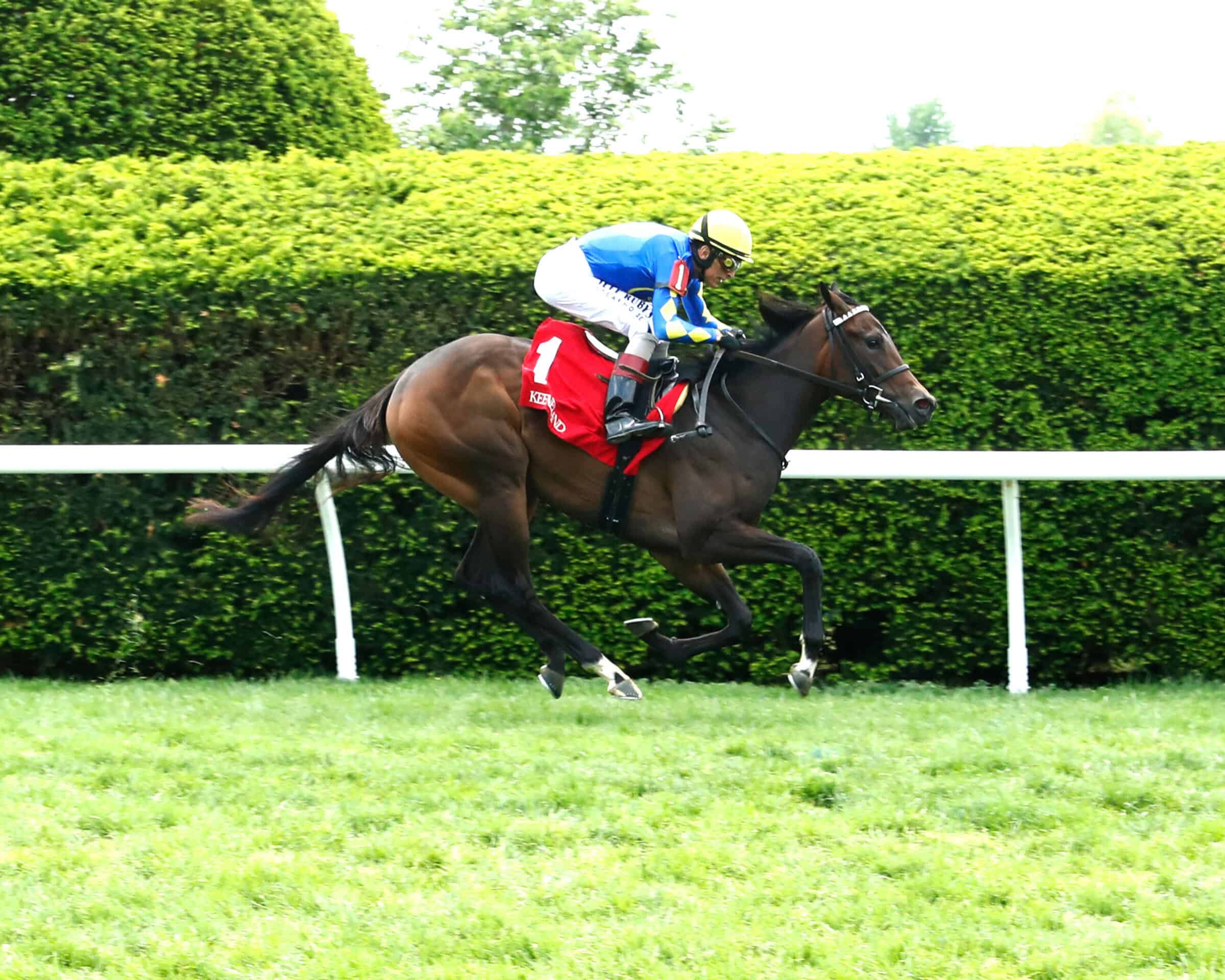 Florida-bred More Champagne and jockey John Velazquez gallop to the wire at Keeneland Park to win a Maiden Special Weight on April 24, 2026. (Photo: ©Coady Media)