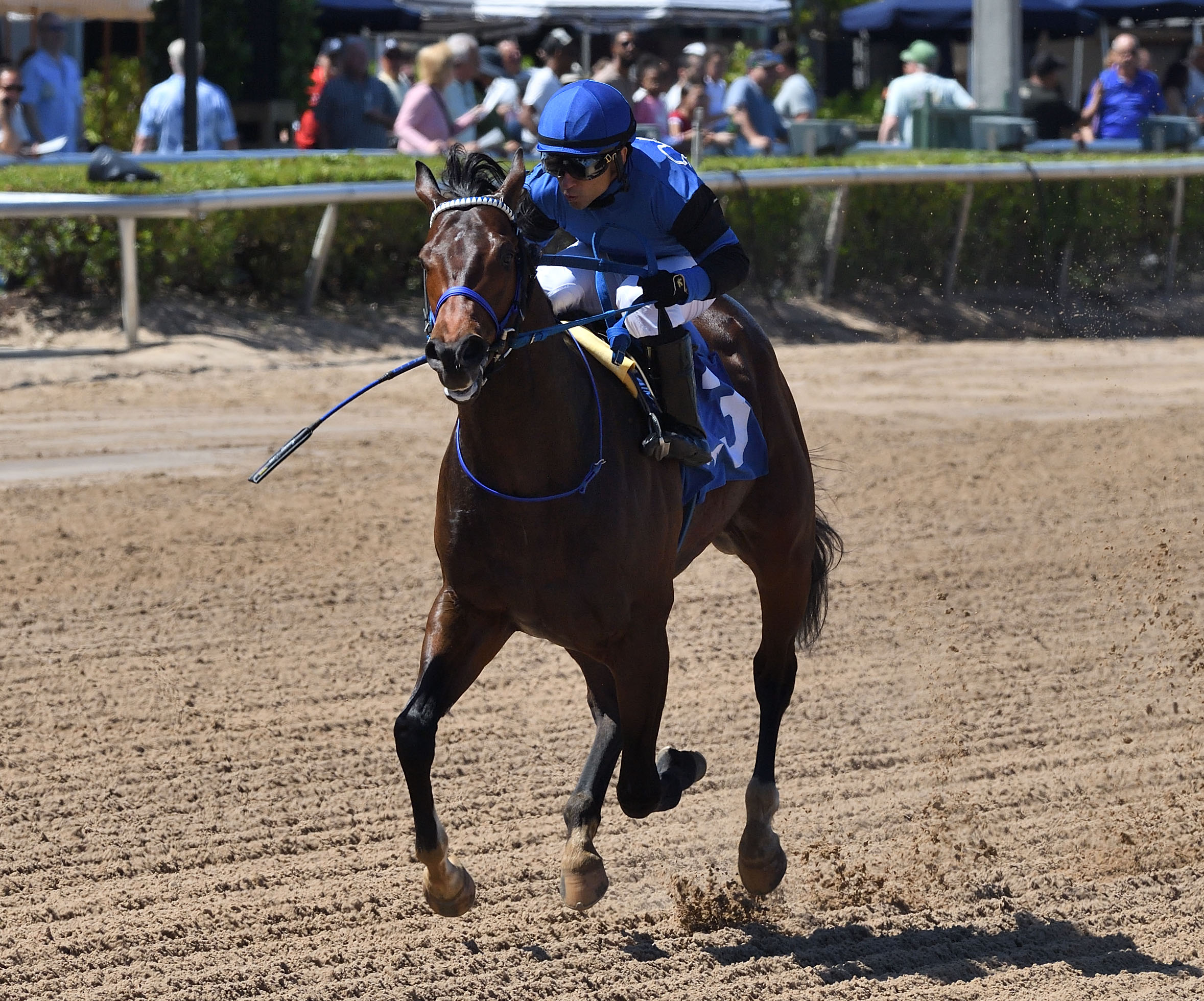 Florida-bred Thoroughbred My Boy Star and jockey Sonny Leon gallop towards the camera at Gulfstream Park during their win of the 2026 FHBPA Sophomore Sprint. (Photo: ©Ryan Thompson)