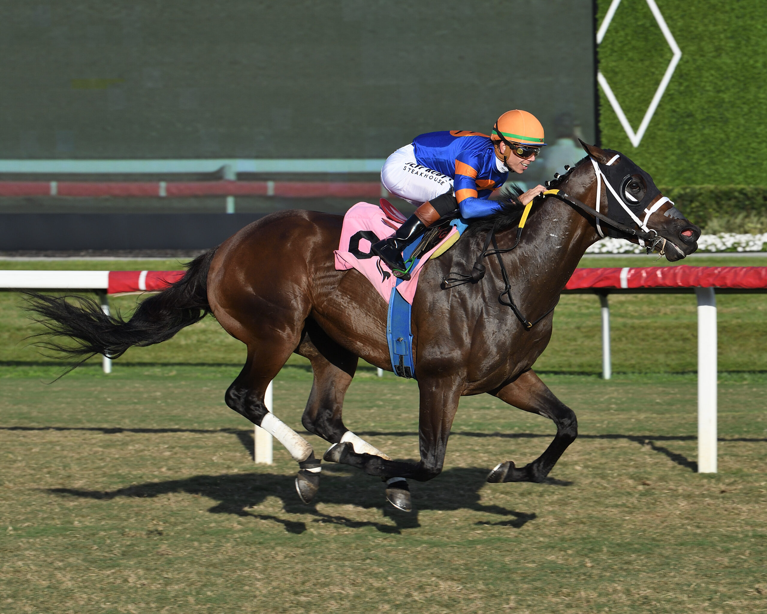 Florida-bred Thoroughbred Neoequos and jockey Tyler Gaffalione rocket to the wire at Gulfstream Park, scoring the 2026 Sunshine Turf. (Photo: ©Lauren King)