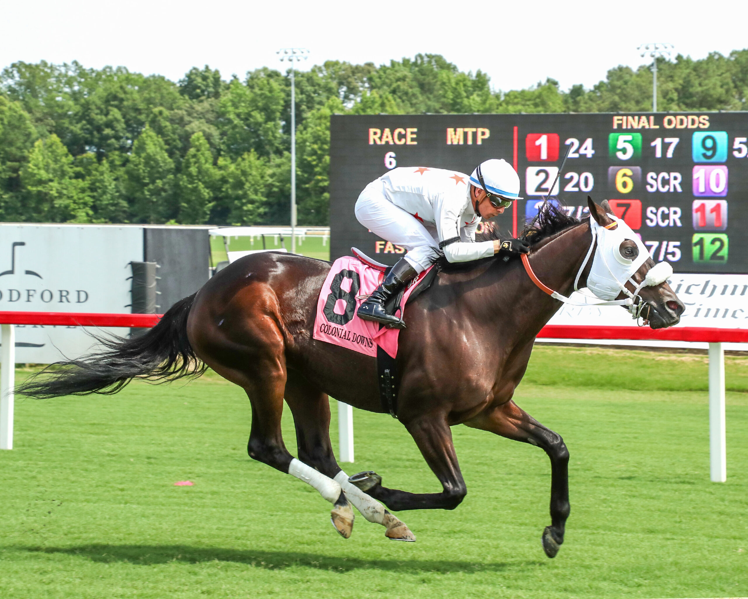 Florida-bred Outlaw Country and jockey Jorge Ruiz gallop to the wire at Colonial Downs, scoring a claiming race win on July 24, 2026. (Photo: ©Coady Media)