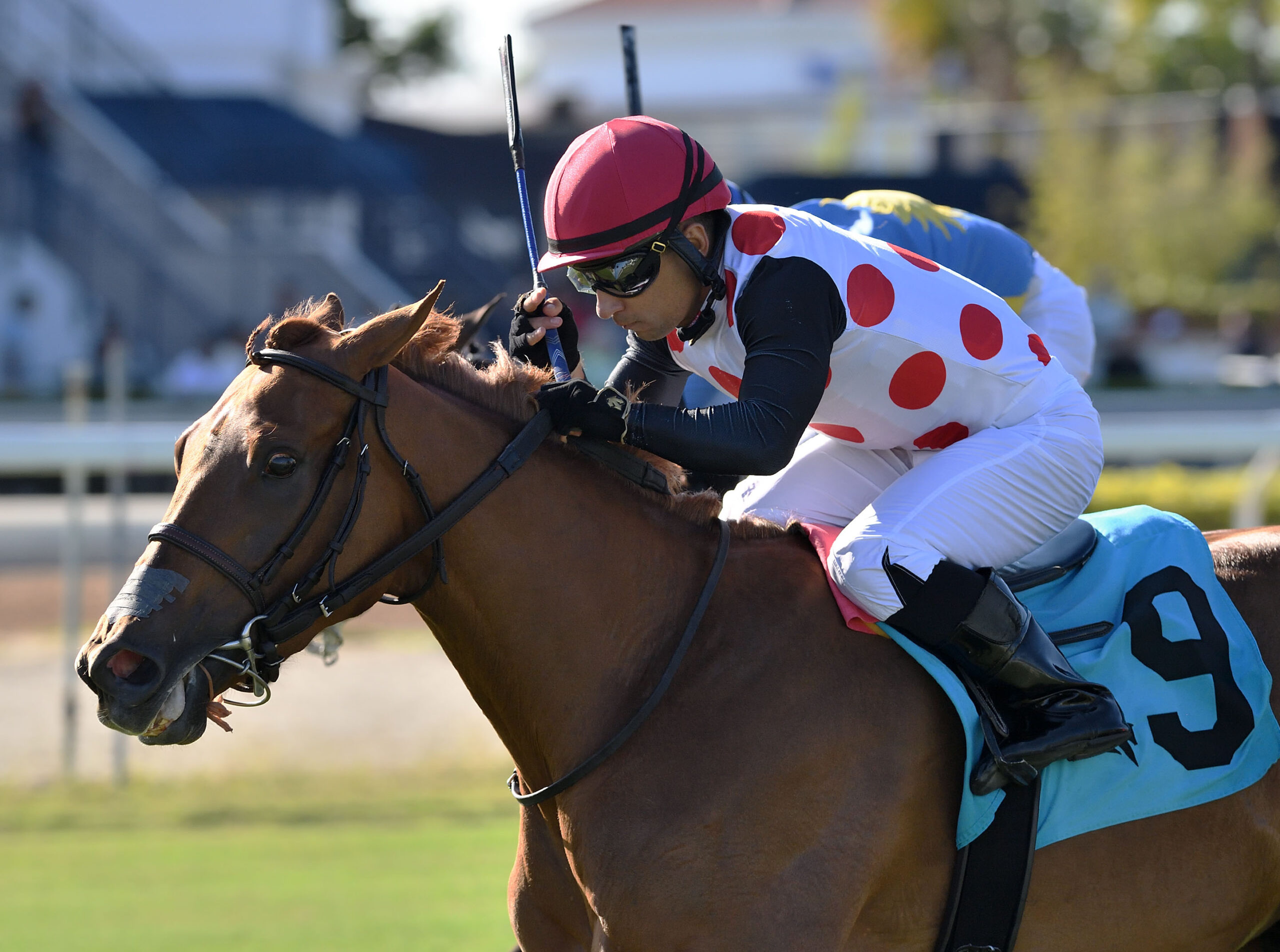 Closely cropped headshot of Florida-bred Thoroughbred Souper Zonda and jockey Sonny Leon galloping to the wire at Gulfstream Park to win the 2026 FHBPA Fillies and Mares Turf Stakes (Black Type). (Photo: ©Ryan Thompson)