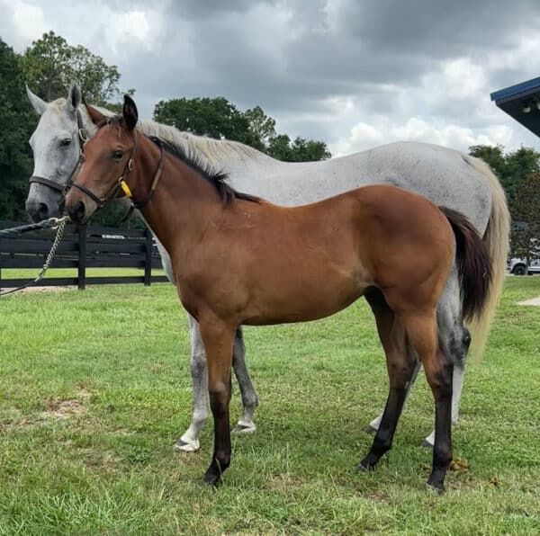 A bay Florida-bred Thoroughbred foal stands next to her dam, grey Thoroughbred Ciddy’s Song, as the pair has their photo taken at their farm. The filly turns her head quizzically to look at the camera person. (Photo: ©Liz Wilson)