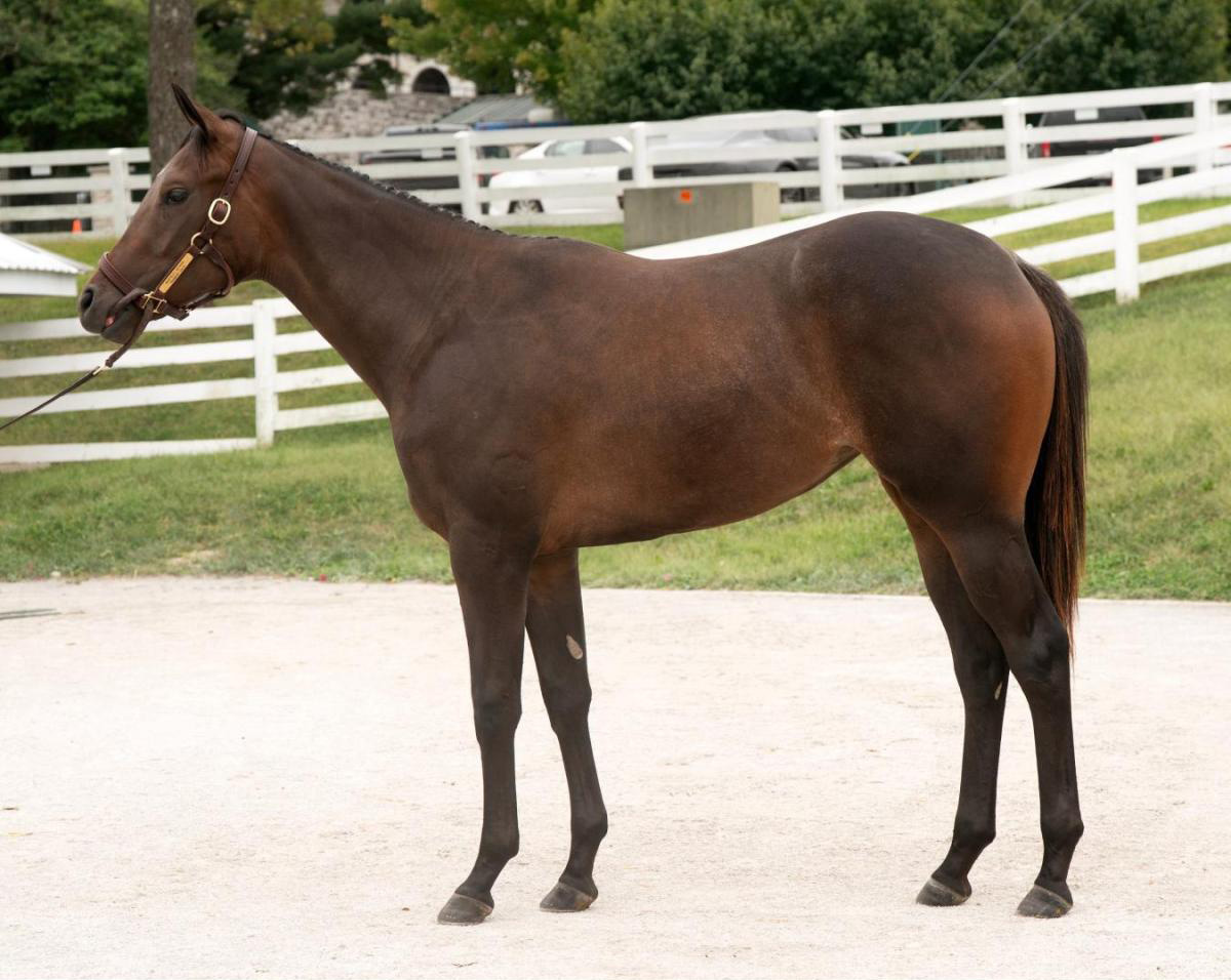 A bay Florida-bred filly stands square with her ears pricked as her photo is taken against a backdrop of white fenced pastures. (Photo: ©Keeneland Website)