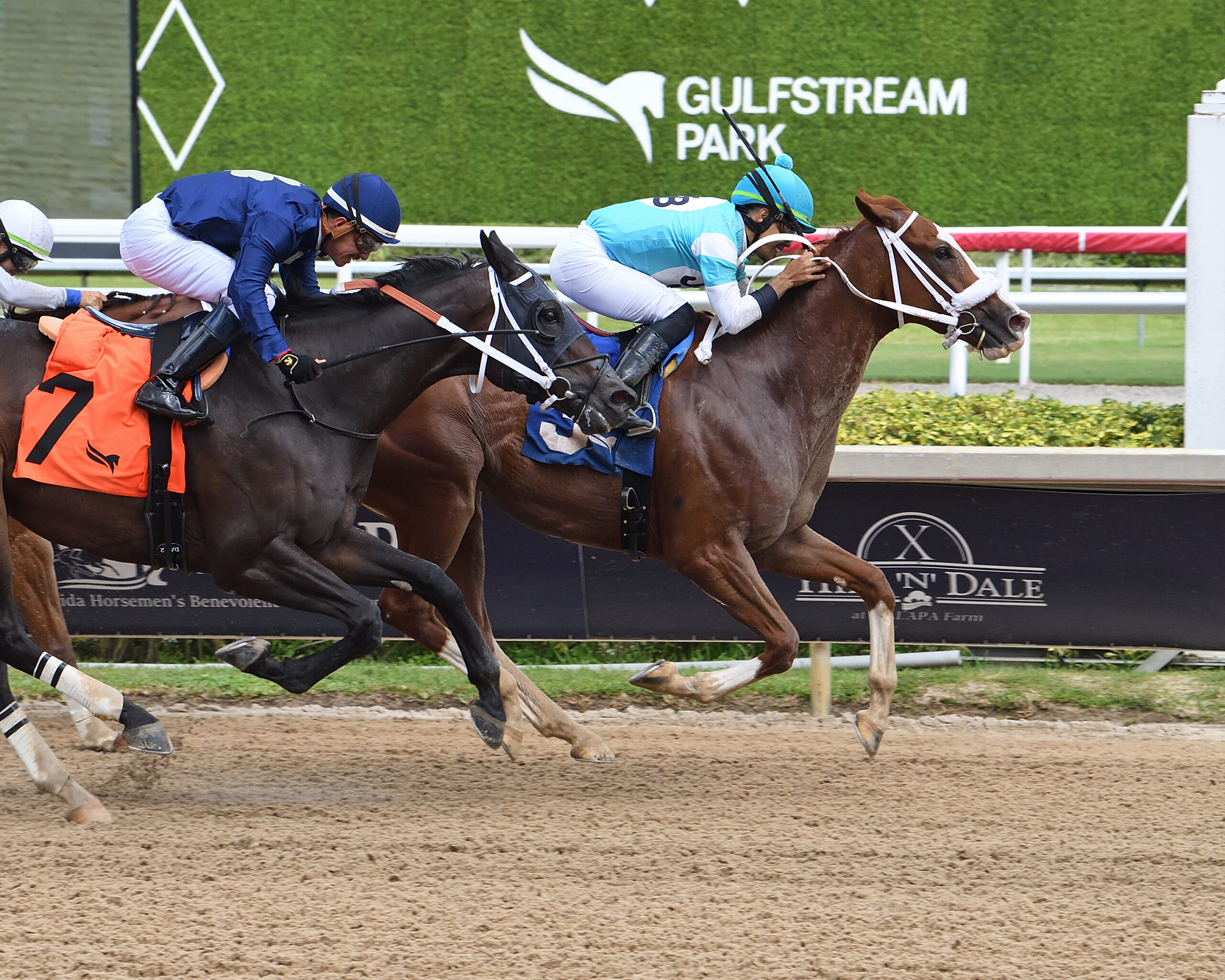 Florida-bred Thoroughbred Chrome Ghost and Samy Camacho gallop ahead of fellow Florida-breds Pure Class (running on the outside) and El Principito (on the inside rail). Chrome Ghost and Camacho crossed the wire first to win the 2026 Duke of Mischief overnight handicap at Gulfstream Park. (Photo: ©Ryan Thompson)