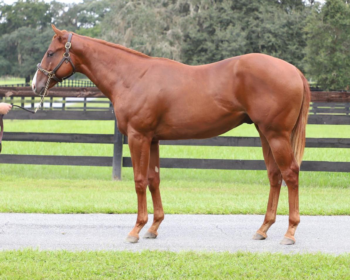 Chestnut Florida-bred Thoroughbred Heart of a Champ stands square for a photo in front of a lush green pasture. (Photo: ©Keeneland Website)