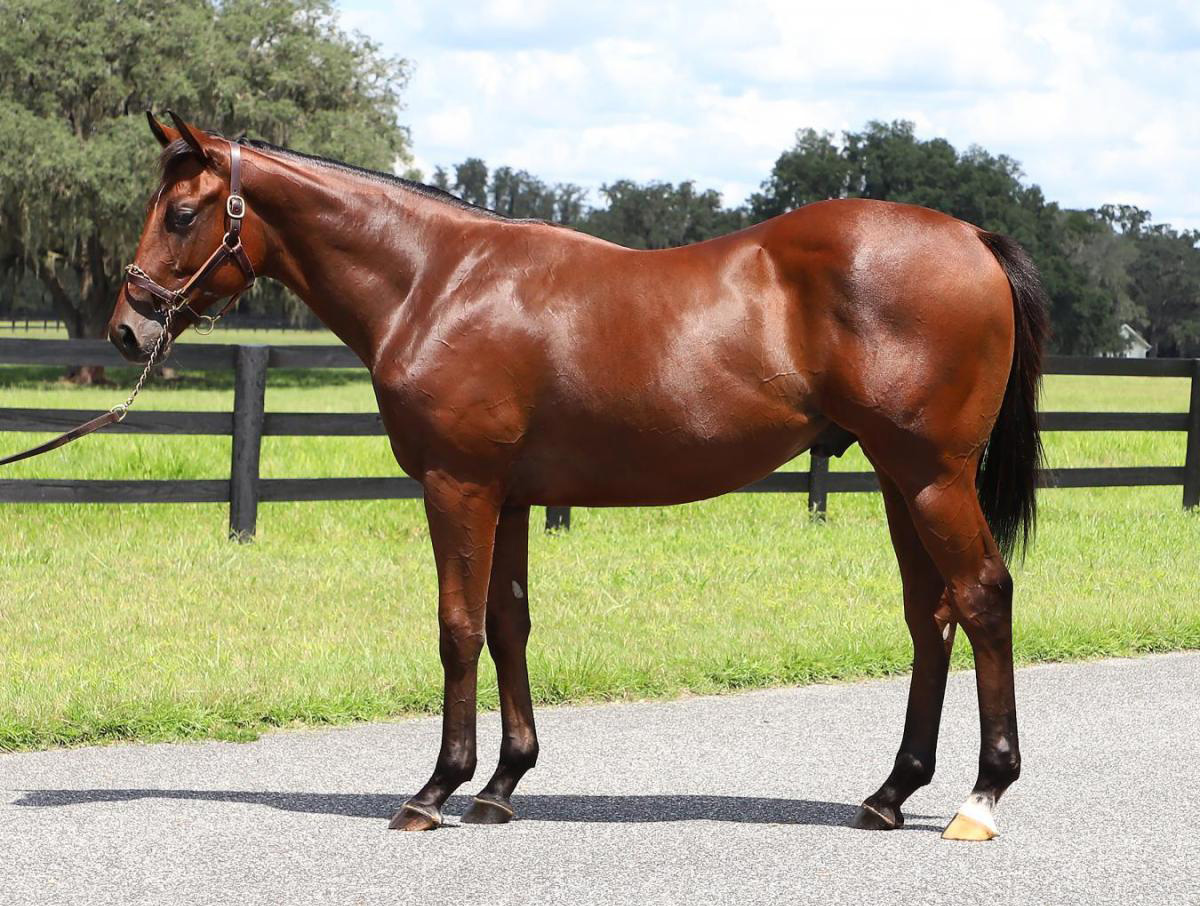 A bay Florida-bred Thoroughbred colt stands square in front of a lush pasture on a sunny day. The colt’s ears are pricked curiously in the direction of the photographer. (Photo: ©Keeneland Website)