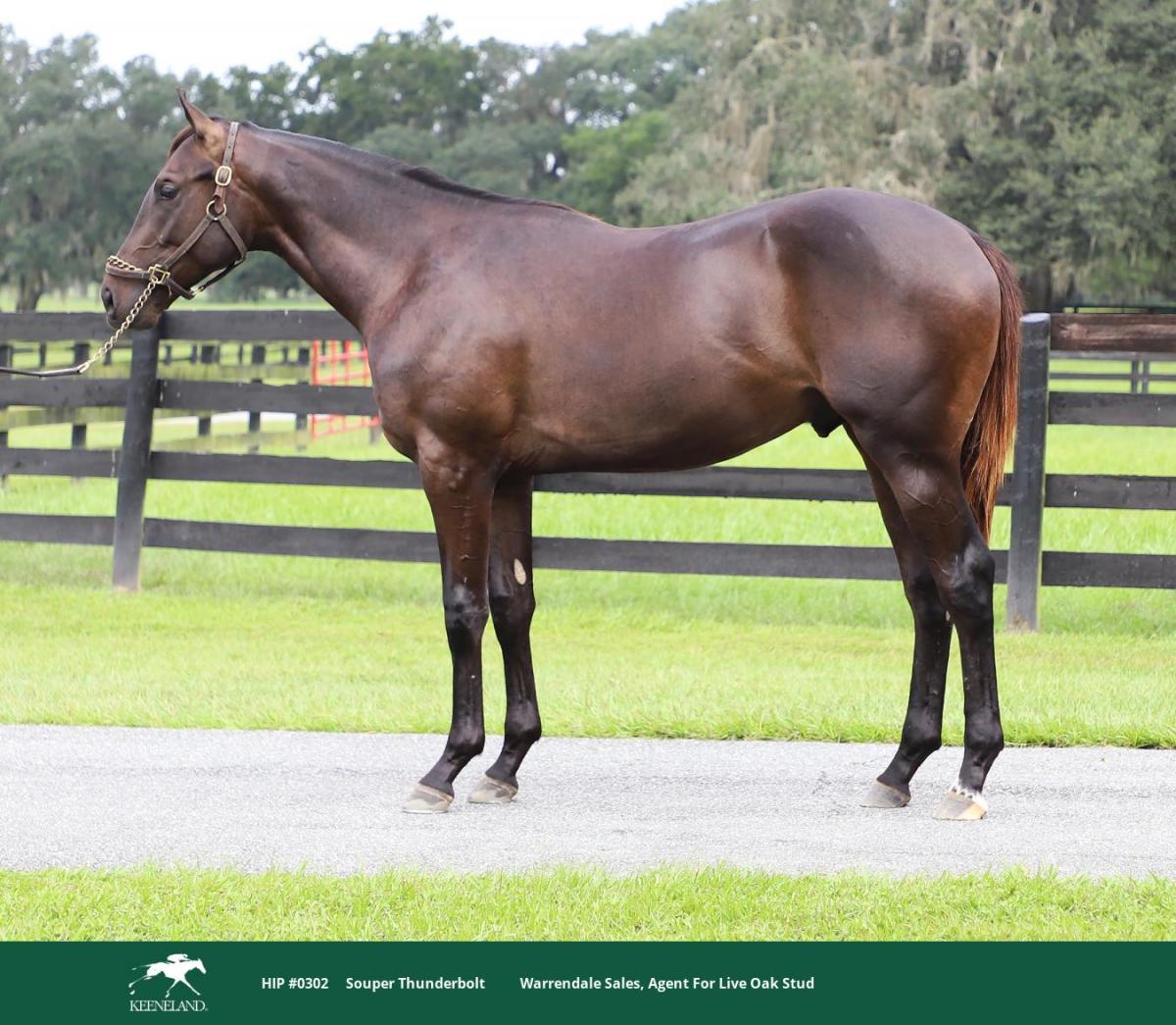 Bay Florida-bred Thoroughbred Souper Thunderbolt, also known as Hip 302 for the 2026 Keeneland Yearling sale, stands square for a photo. Behind the colt, lush green pastures stretch into a treelike. A green border detailing the colt’s information for the sale edges the bottom of the image. (Photo: ©Keeneland Website)