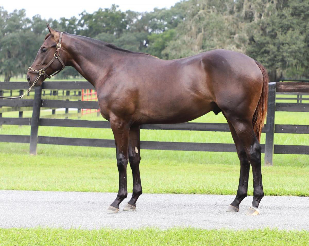Bay Florida-bred Thoroughbred Souper Thunderbolt, also known as Hip 302 for the 2026 Keeneland Yearling sale, stands square for a photo. Behind the colt, lush green pastures stretch into the tree line. (Photo: ©Keeneland Website)