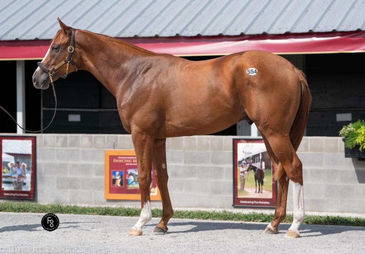 A chestnut Florida-bred Thoroughbred stands square in front of a line of barns while his photo is taken. The colt’s ears are softly pricked in interest. (Photo: ©Figure 8 Media)