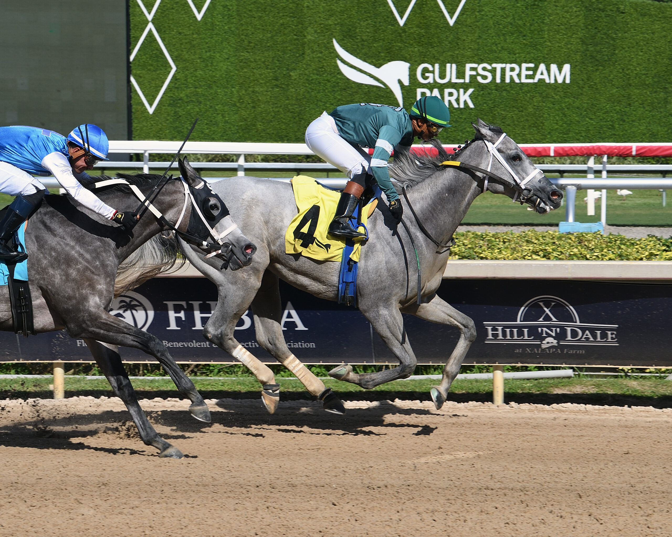 Florida-bred Thoroughbred Jestina and jockey Micah Husbands rocket to the wire, galloping past their outside competition fellow Florida-bred Militia, piloted by Diego Herrera, who is shown in the photo running by Jestina’s hip. Jestina and Husbands held the lead, winning an Allowance Optional Claiming at Gulfstream Park on September 26, 2026. (Photo: ©Ryan Thompson)
