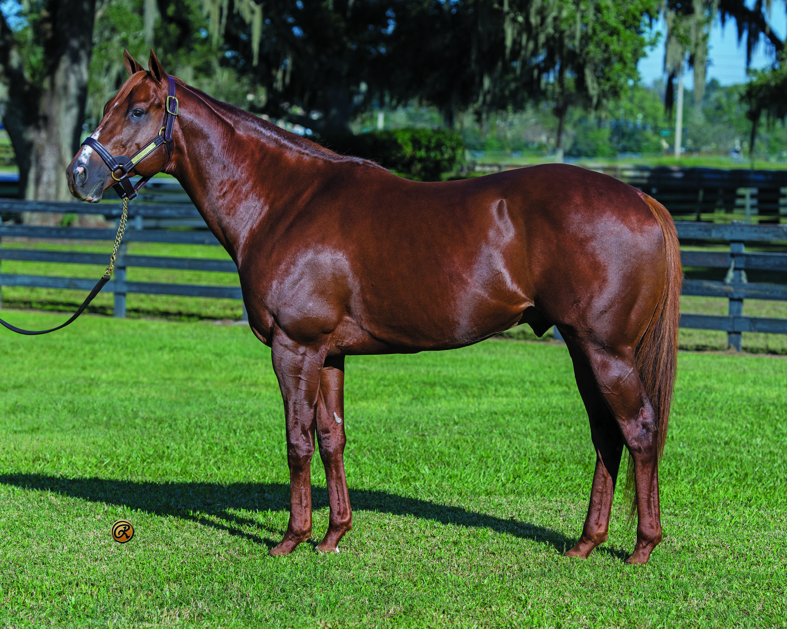Chestnut Thoroughbred stallion, Kantharos, stands square while his photo is taken. His head is raised and ears are pricked, and the backdrop is framed by trees covered in Spanish moss and wooden pasture fences. (Photo: ©Louise Reinagel)