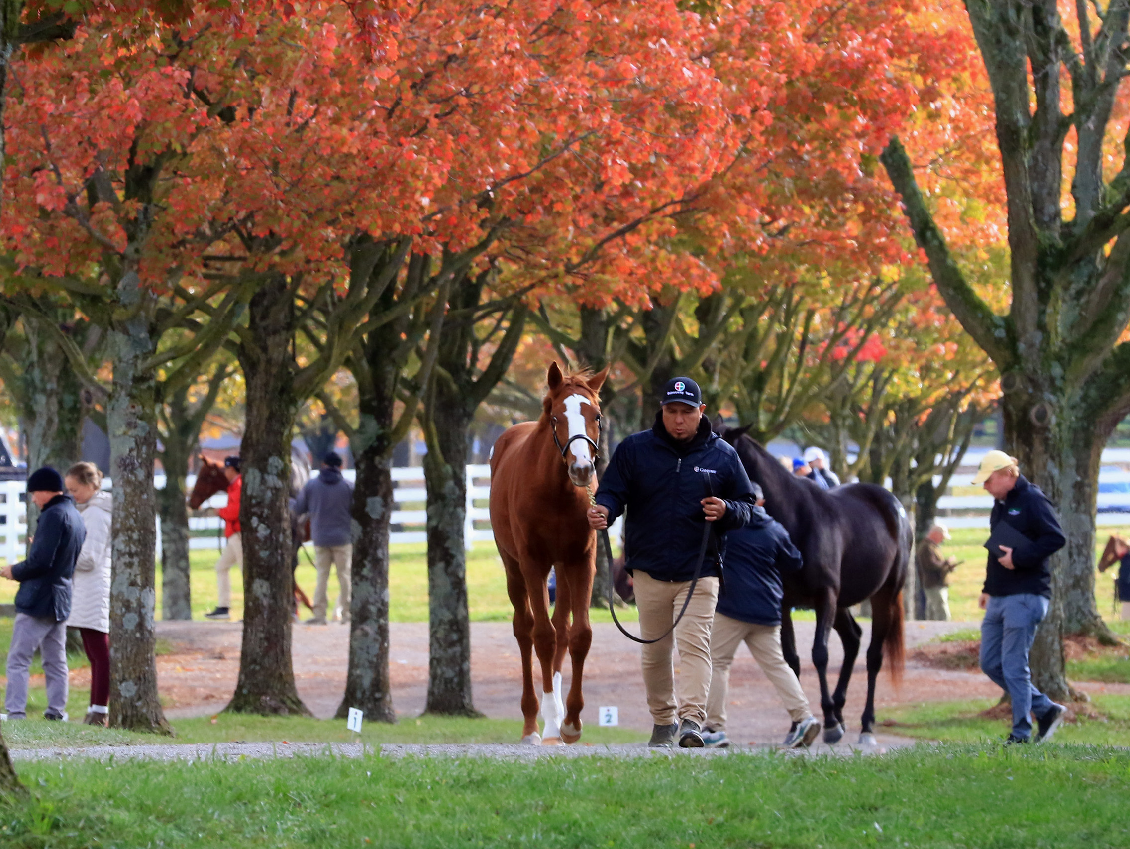 A young chestnut Thoroughbred is lead by their groom underneath beautifully fall-colored trees that line the grounds of the Keeneland sale ground. (Photo: ©Keeneland)