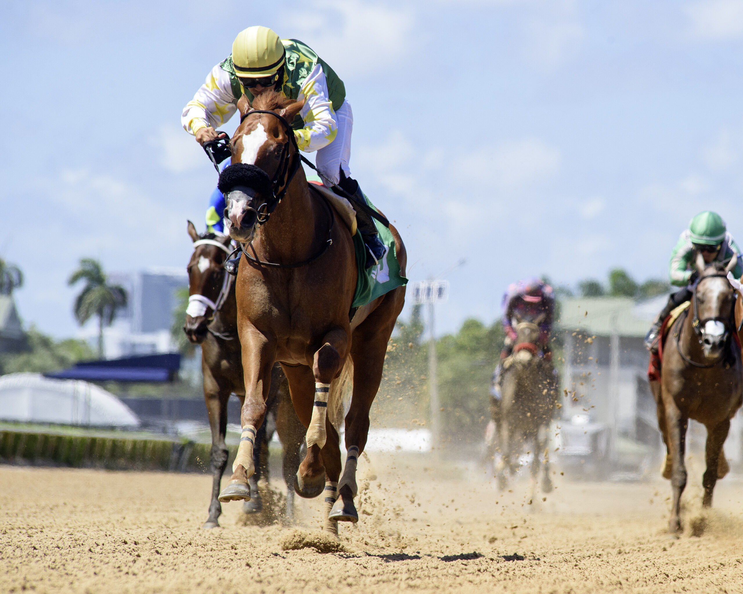 Florida-bred Liberty Rings and jockey Miguel Vasquez gallop towards the camera, leaving behind fellow Florida-breds to win the 2026 Scandalous Act at Gulfstream Park. (Photo: ©Ryan Thompson)